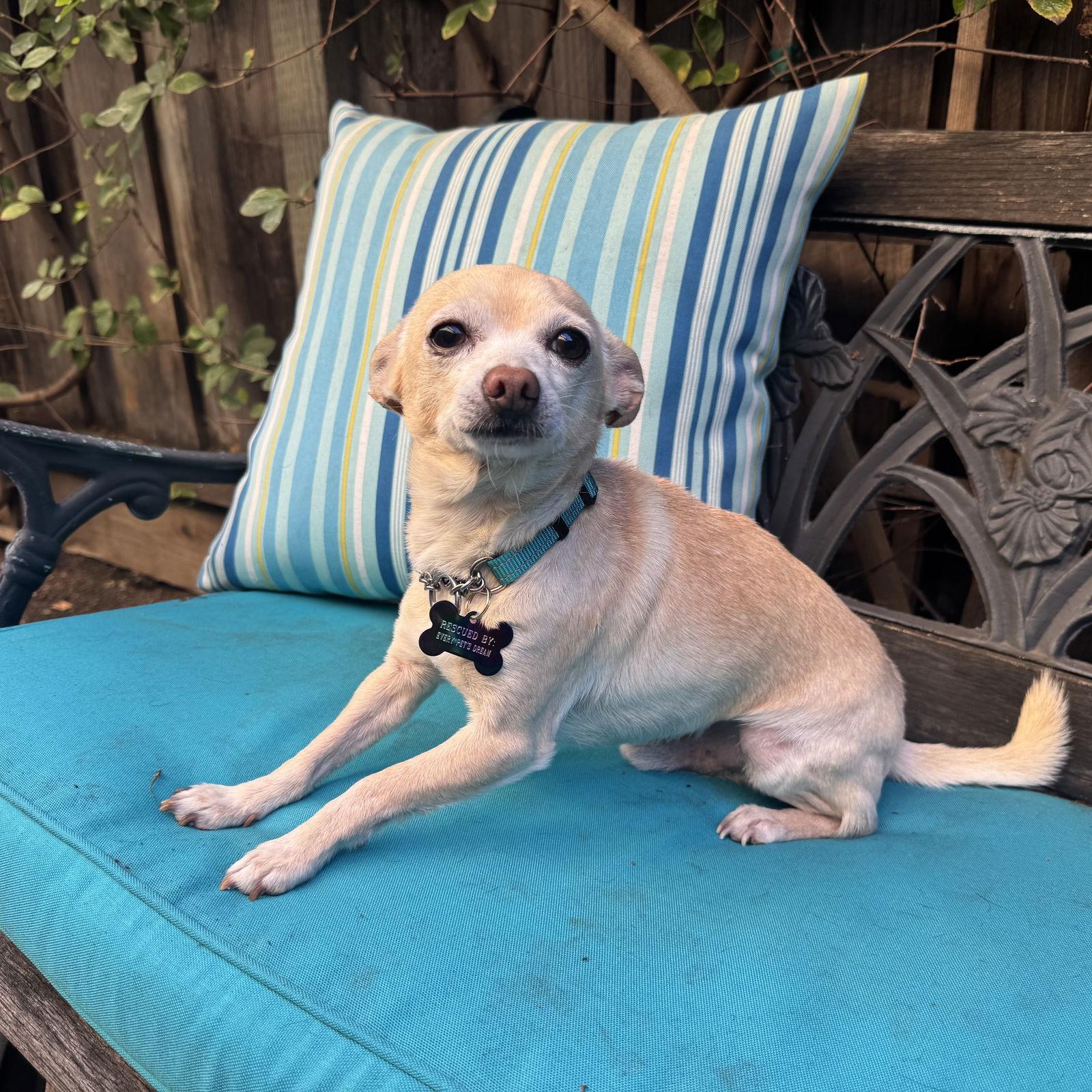 Cisco, a Adoptable Chihuahua in Santa Clara, CA image 1/3