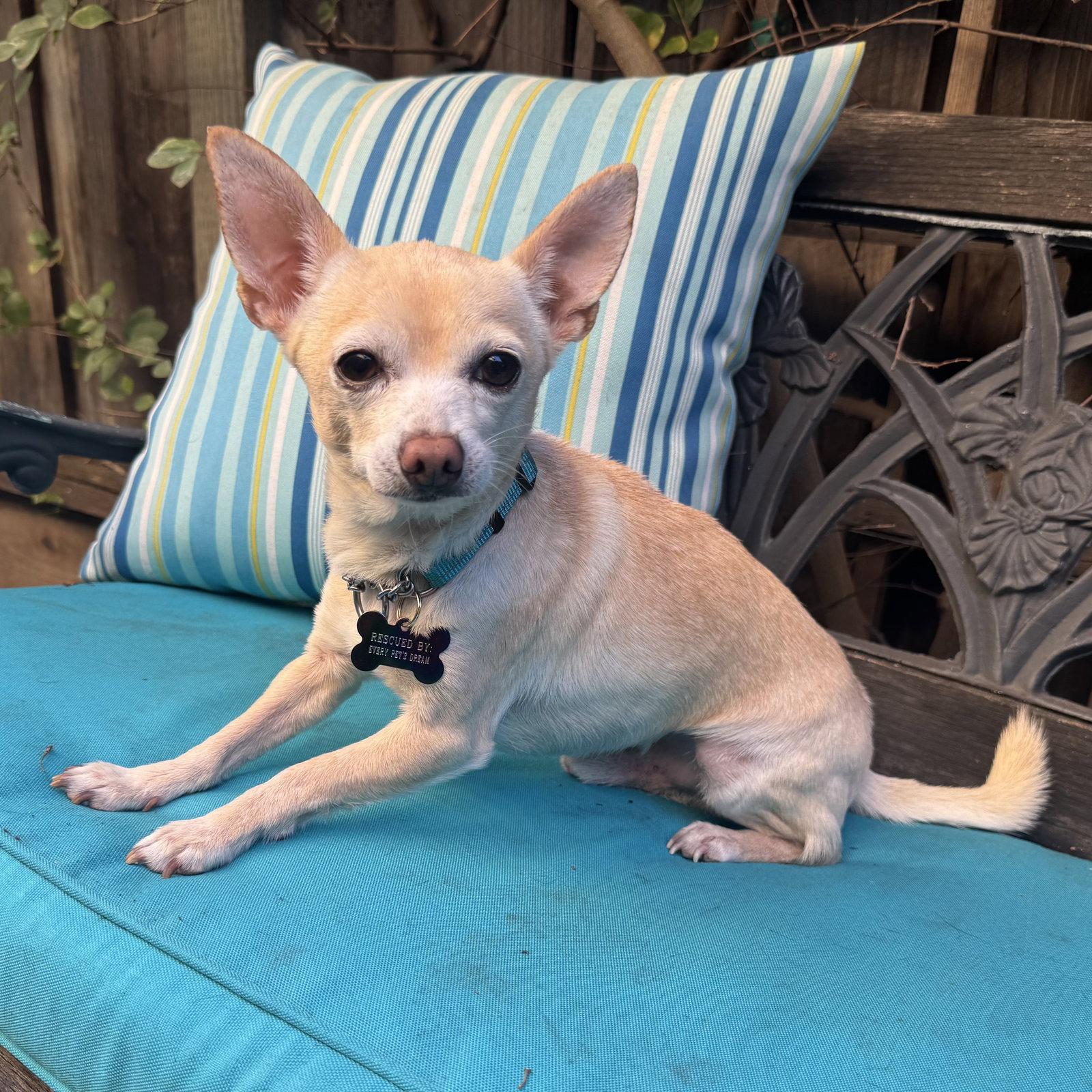 Enlarge Cisco, a Adoptable Chihuahua in Santa Clara, CA image 2/3