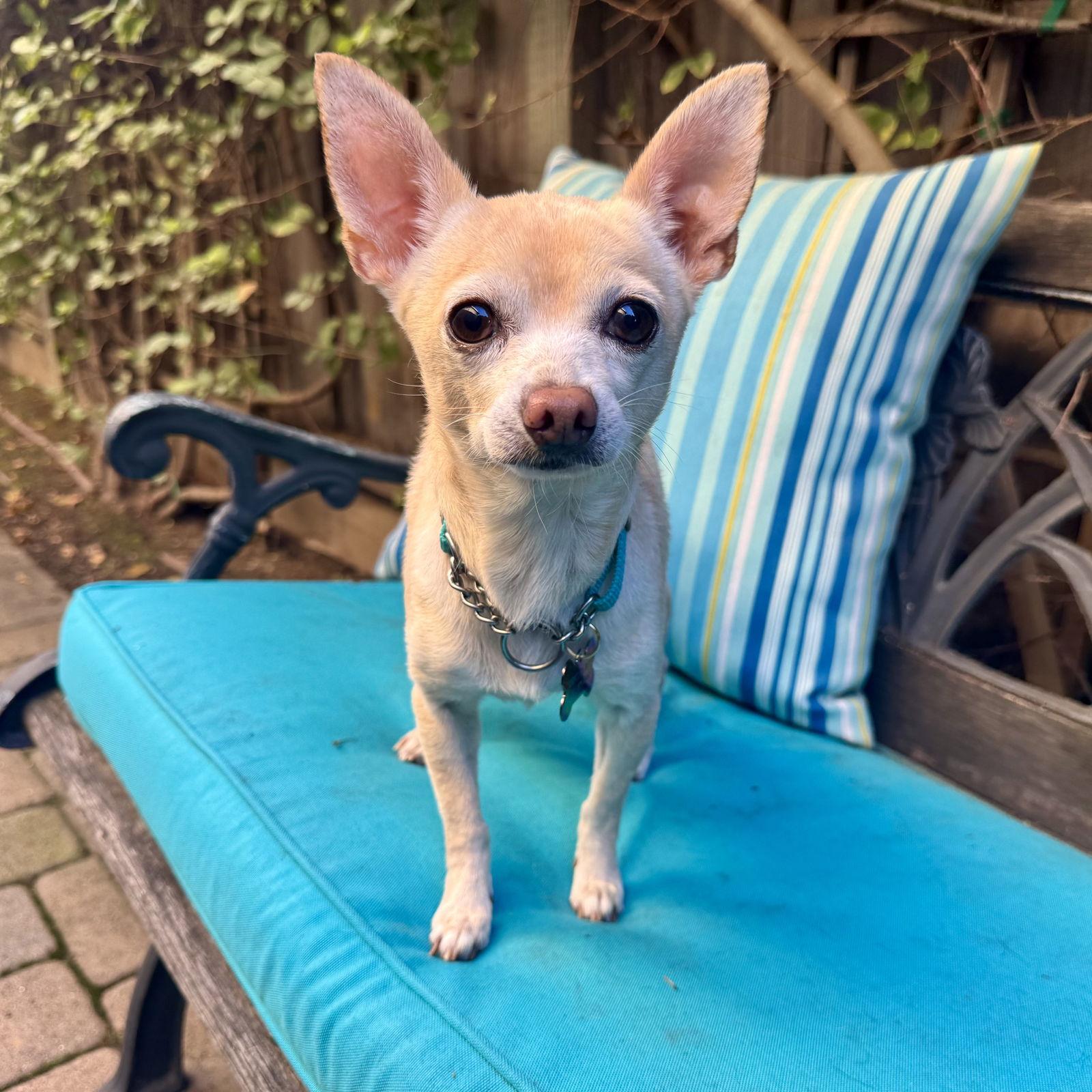 Cisco — thumbnail 3