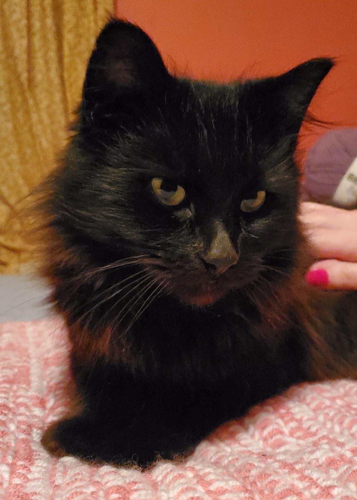 Enlarge Wilma, an adopted Domestic Long Hair in Jamesville, NY image 2/4