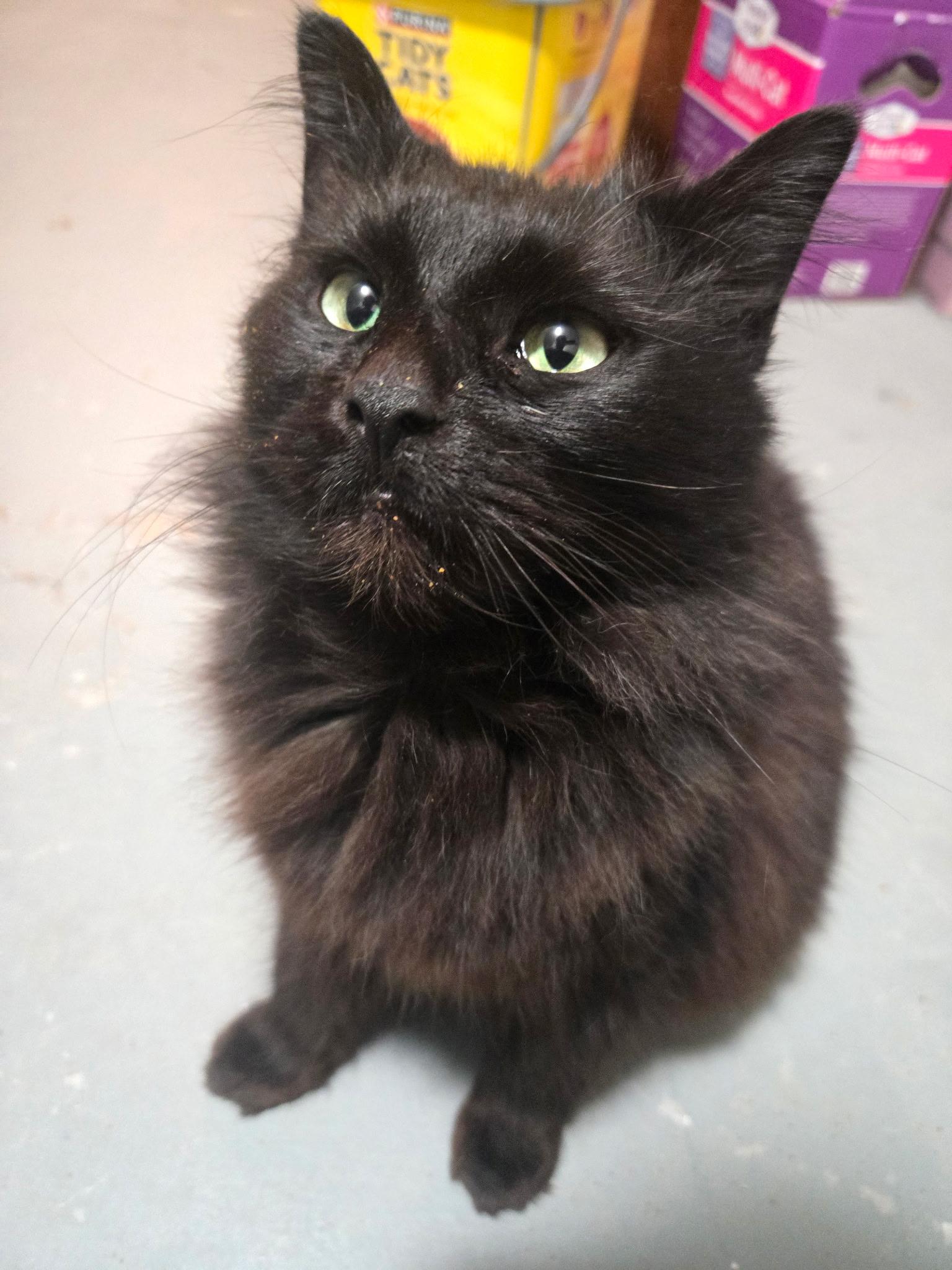 Enlarge Wilma, an adopted Domestic Long Hair in Jamesville, NY image 1/4