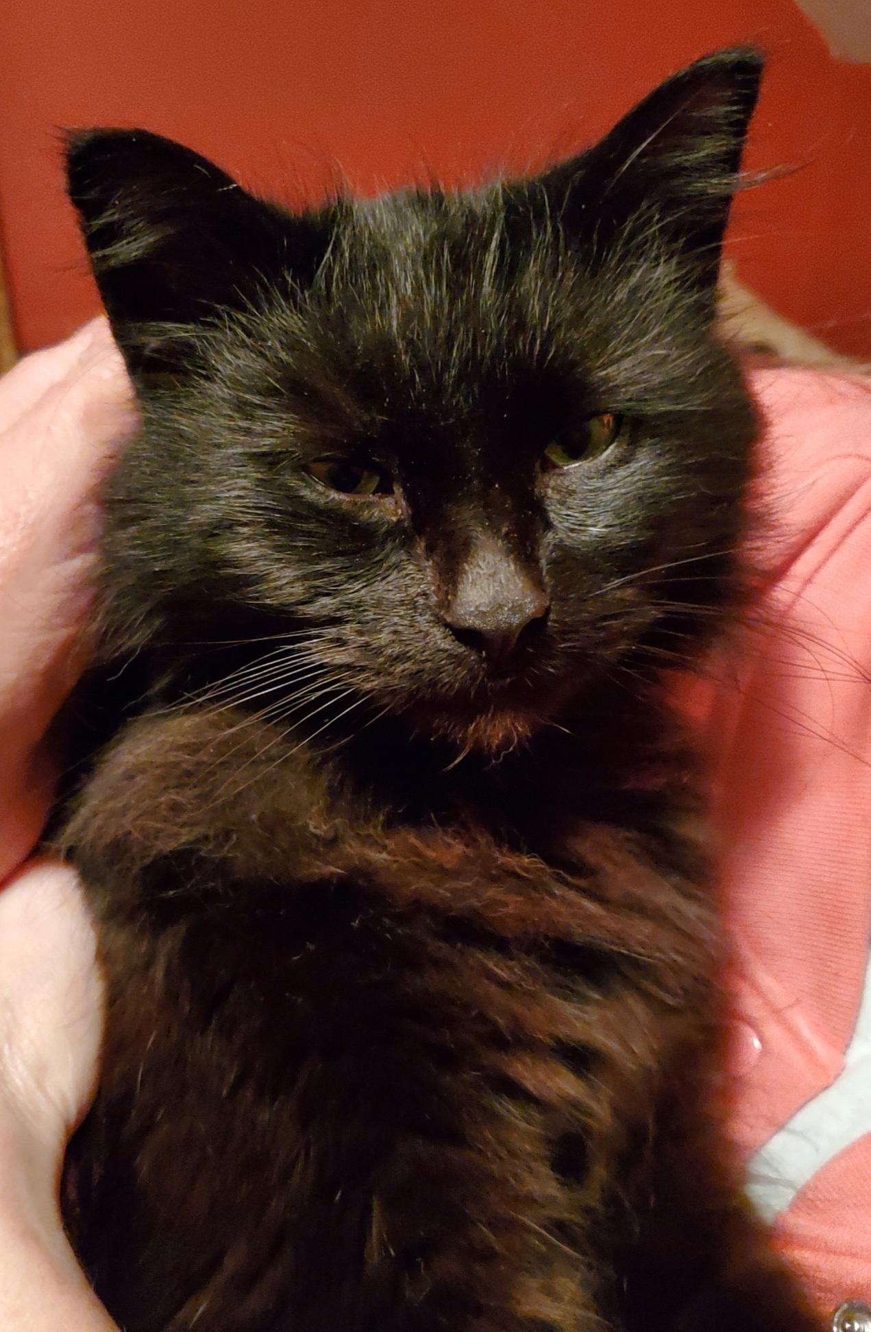 Enlarge Wilma, an adopted Domestic Long Hair in Jamesville, NY image 4/4