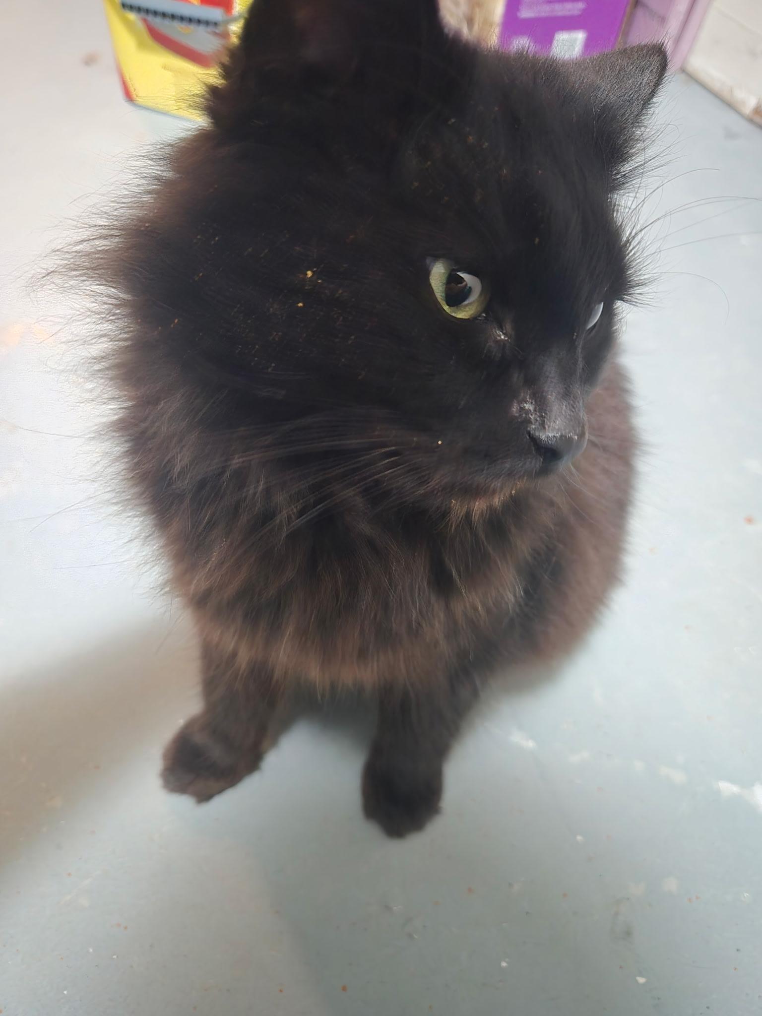 Enlarge Wilma, an adopted Domestic Long Hair in Jamesville, NY image 3/4