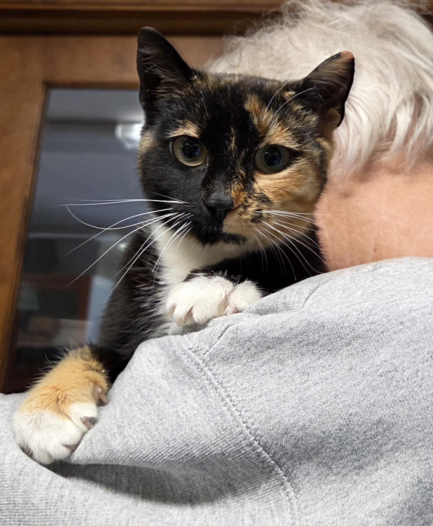 Enlarge Andi - Lap Cat, a Adoptable Domestic Short Hair in Mansfield Center, CT image 2/2