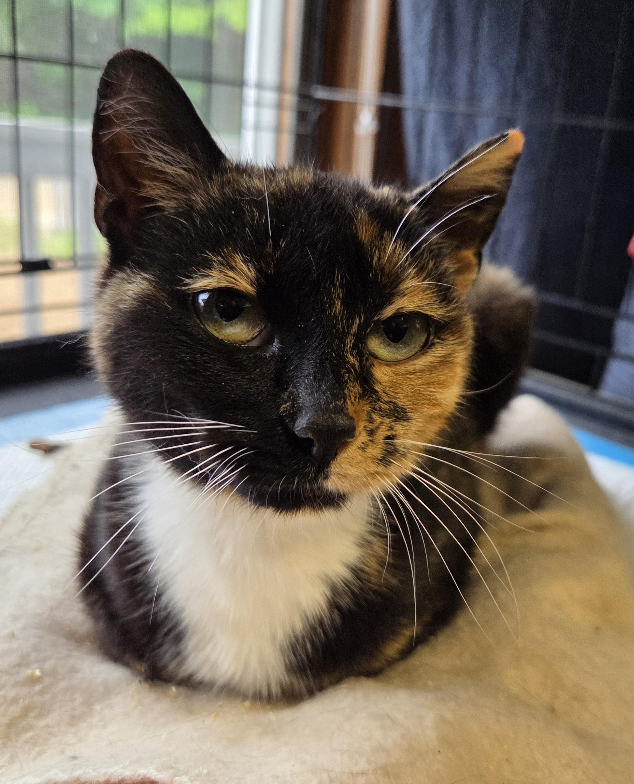Andi - Lap Cat, Adoptable, Young Female Domestic Short Hair.