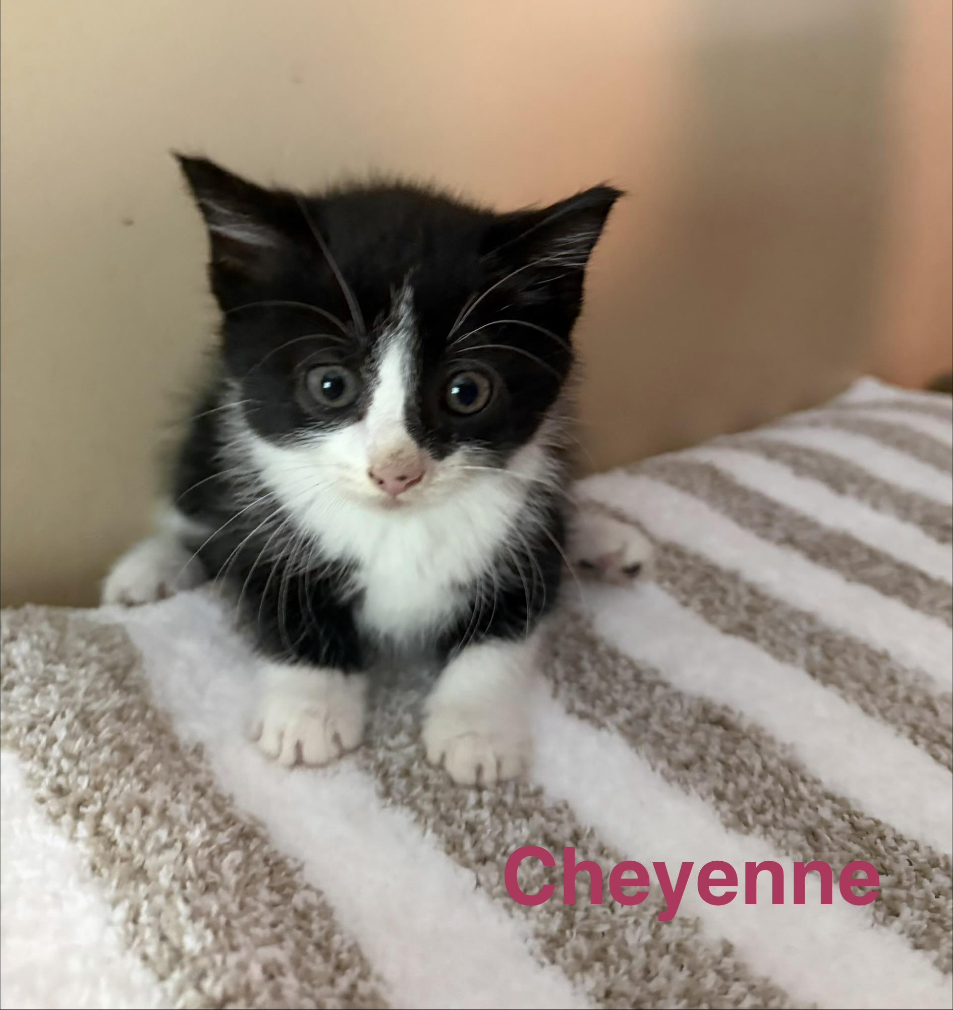 Enlarge Cheyenne, an adopted Domestic Short Hair in Los Angeles, CA image 3/3