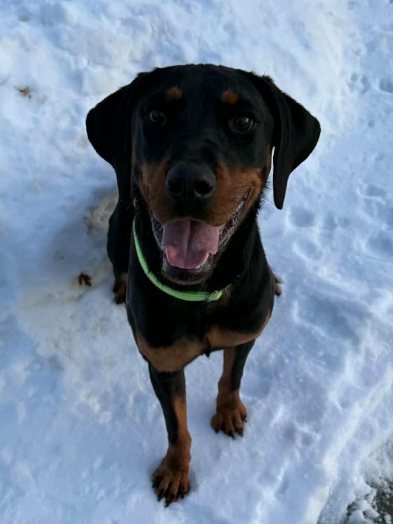 Enlarge Romeo, a Adoptable mixed breed in Viroqua, WI image 2/2