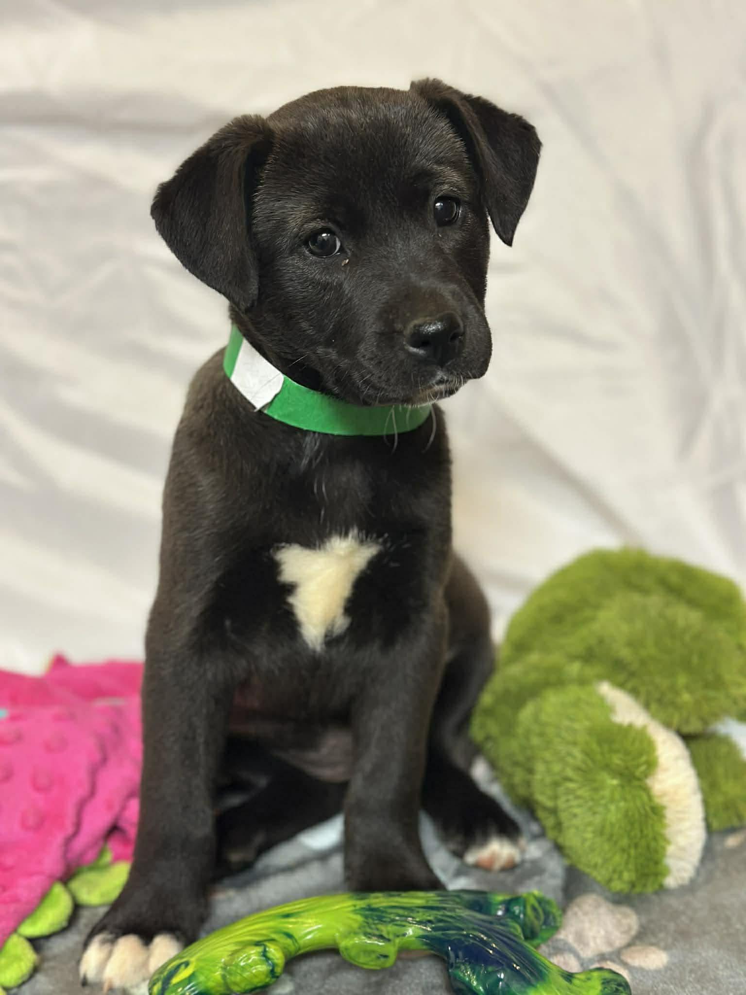 Lyn EG in RI, Adoptable, Puppy Female Labrador Retriever.