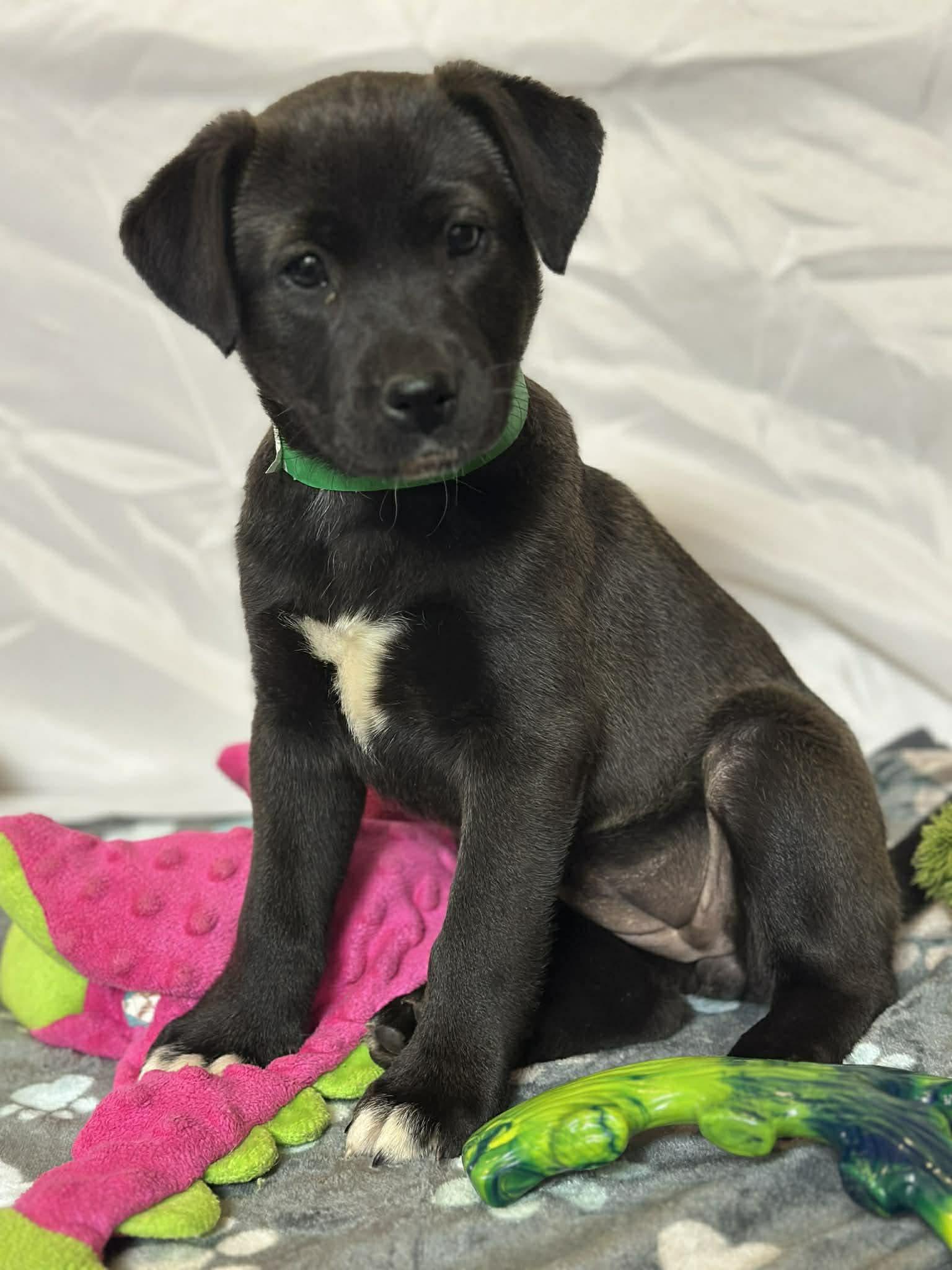 Enlarge Lyn EG in RI, a Adoptable Labrador Retriever in Warwick, RI image 2/3