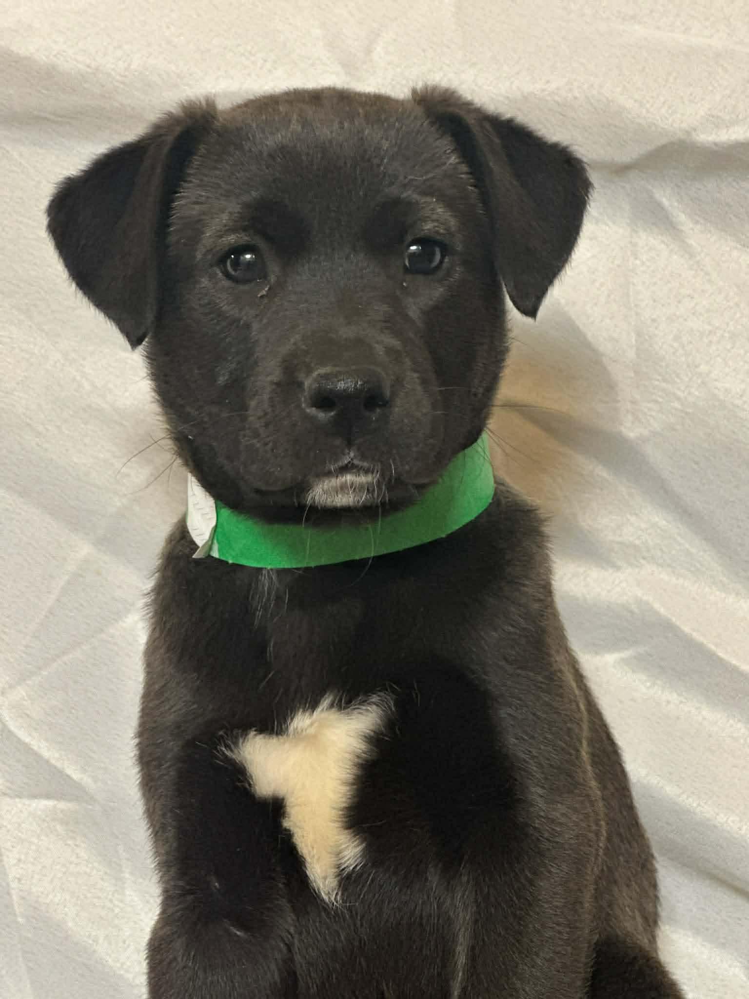 Enlarge Lyn EG in RI, a Adoptable Labrador Retriever in Warwick, RI image 3/3