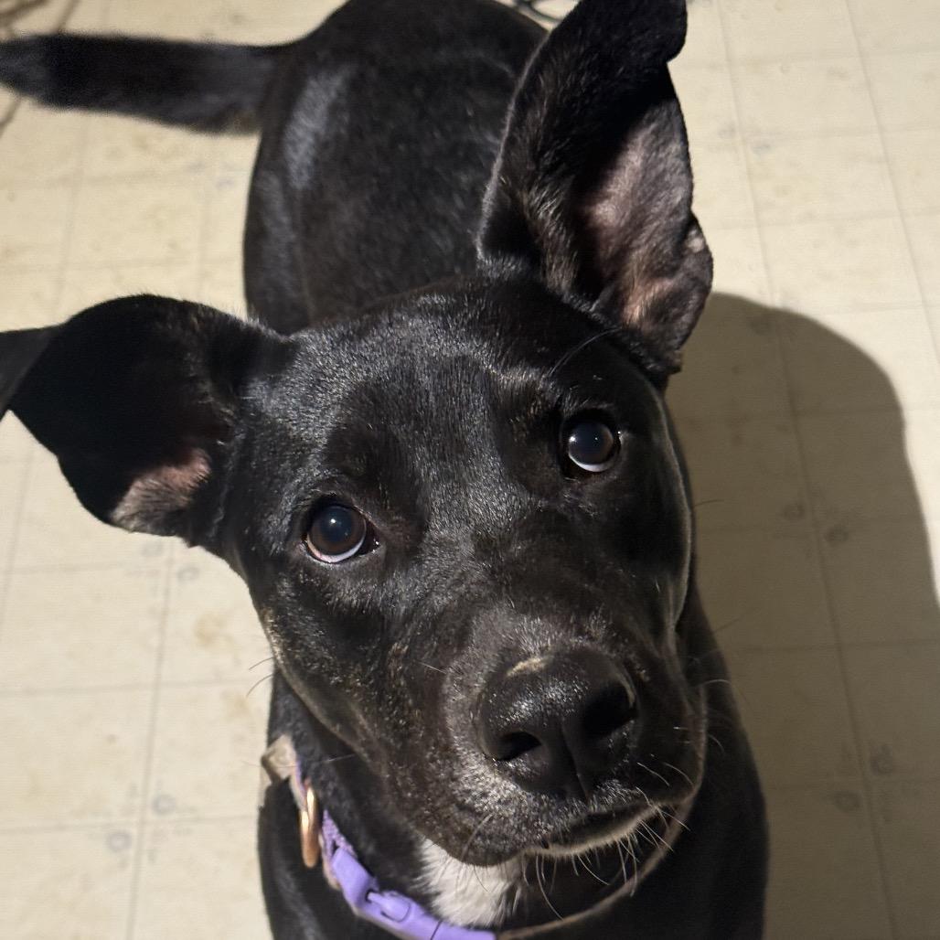 Enlarge Josie, a Adoptable mixed breed in Huntsville, AL image 2/4