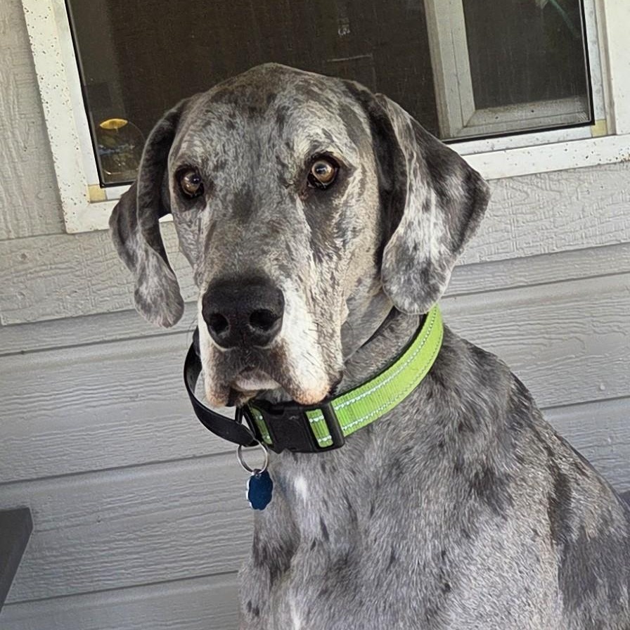 ELLIOT, Adoptable, Adult Male Great Dane.