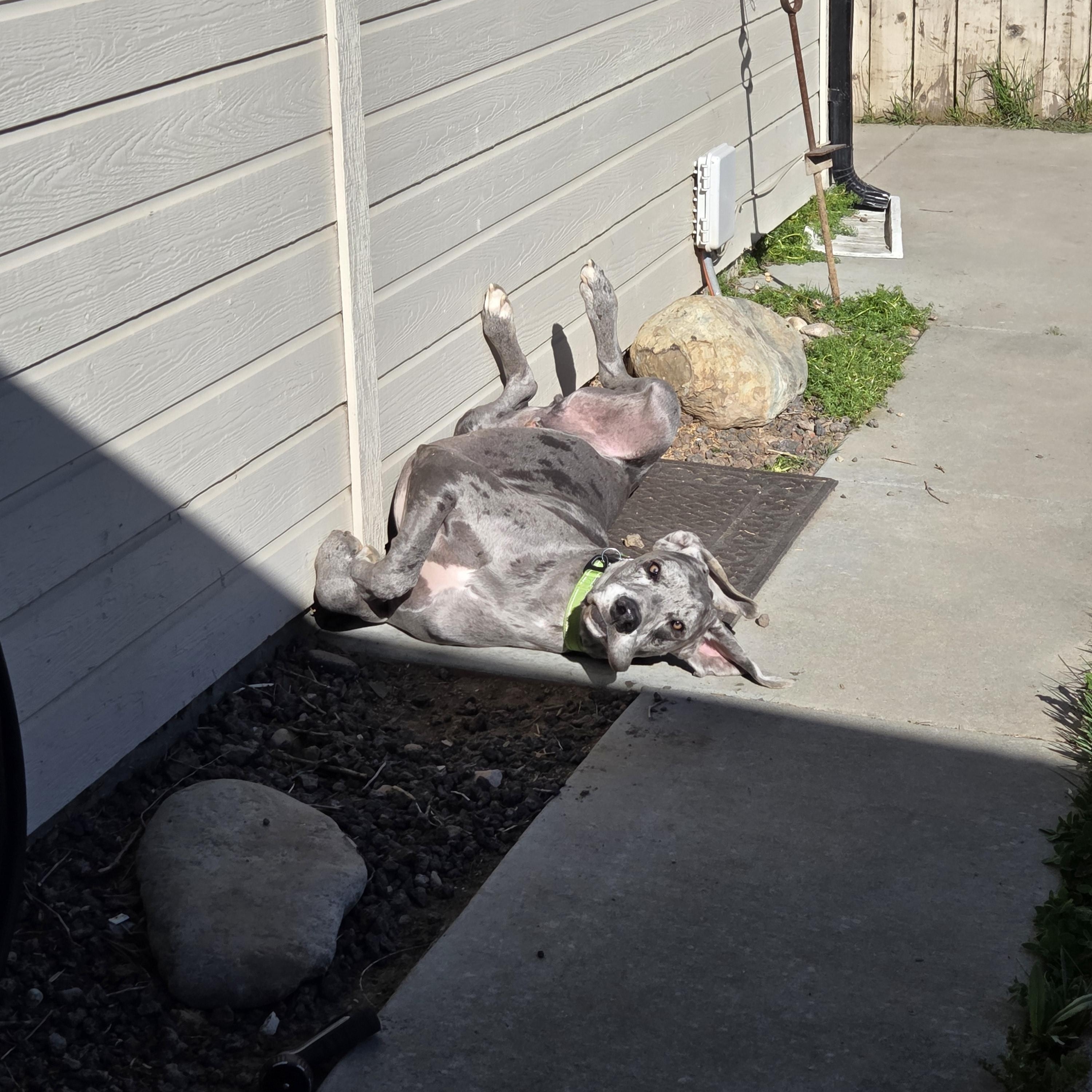Enlarge ELLIOT, a Adoptable Great Dane in Eagle, ID image 5/5