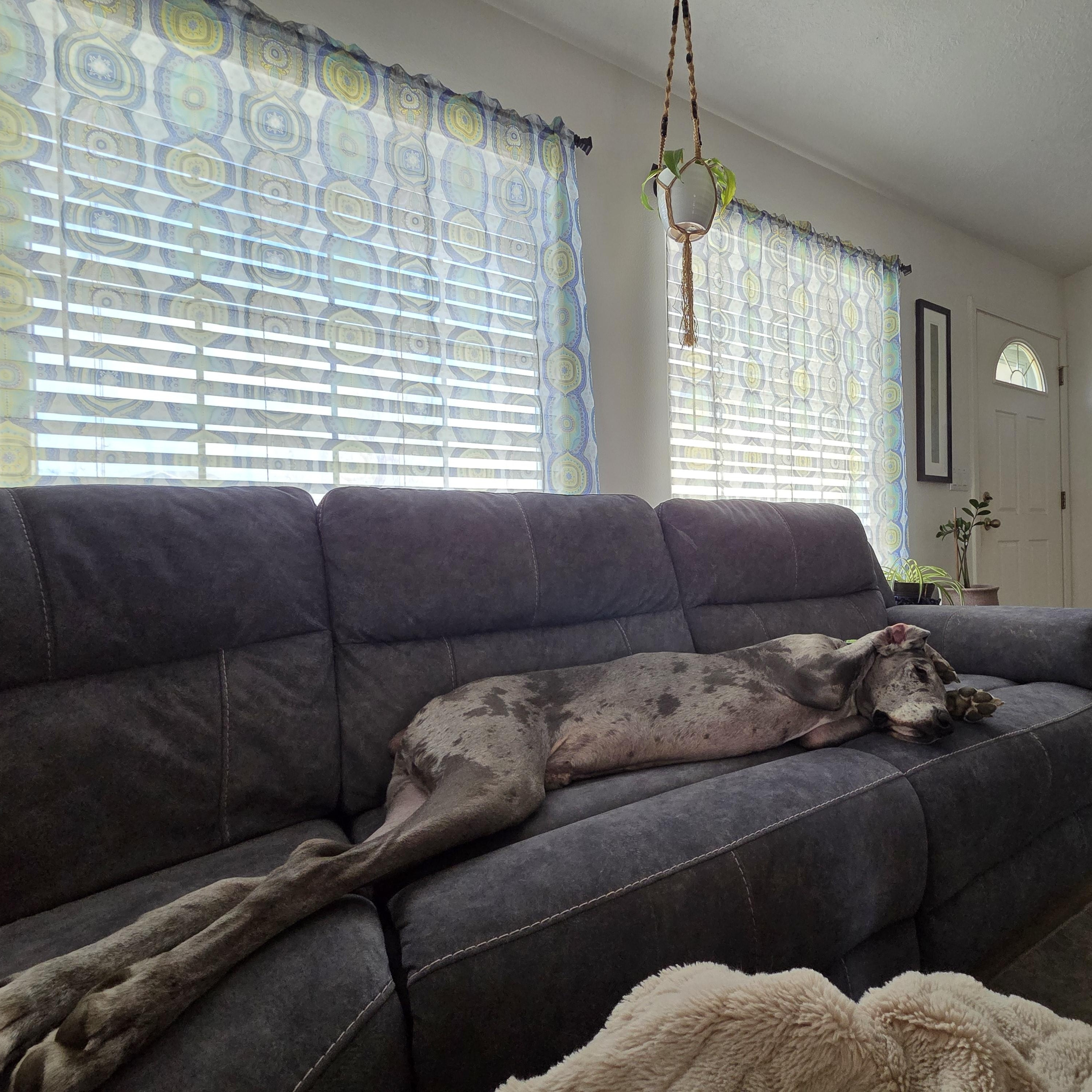 Enlarge ELLIOT, a Adoptable Great Dane in Eagle, ID image 4/5