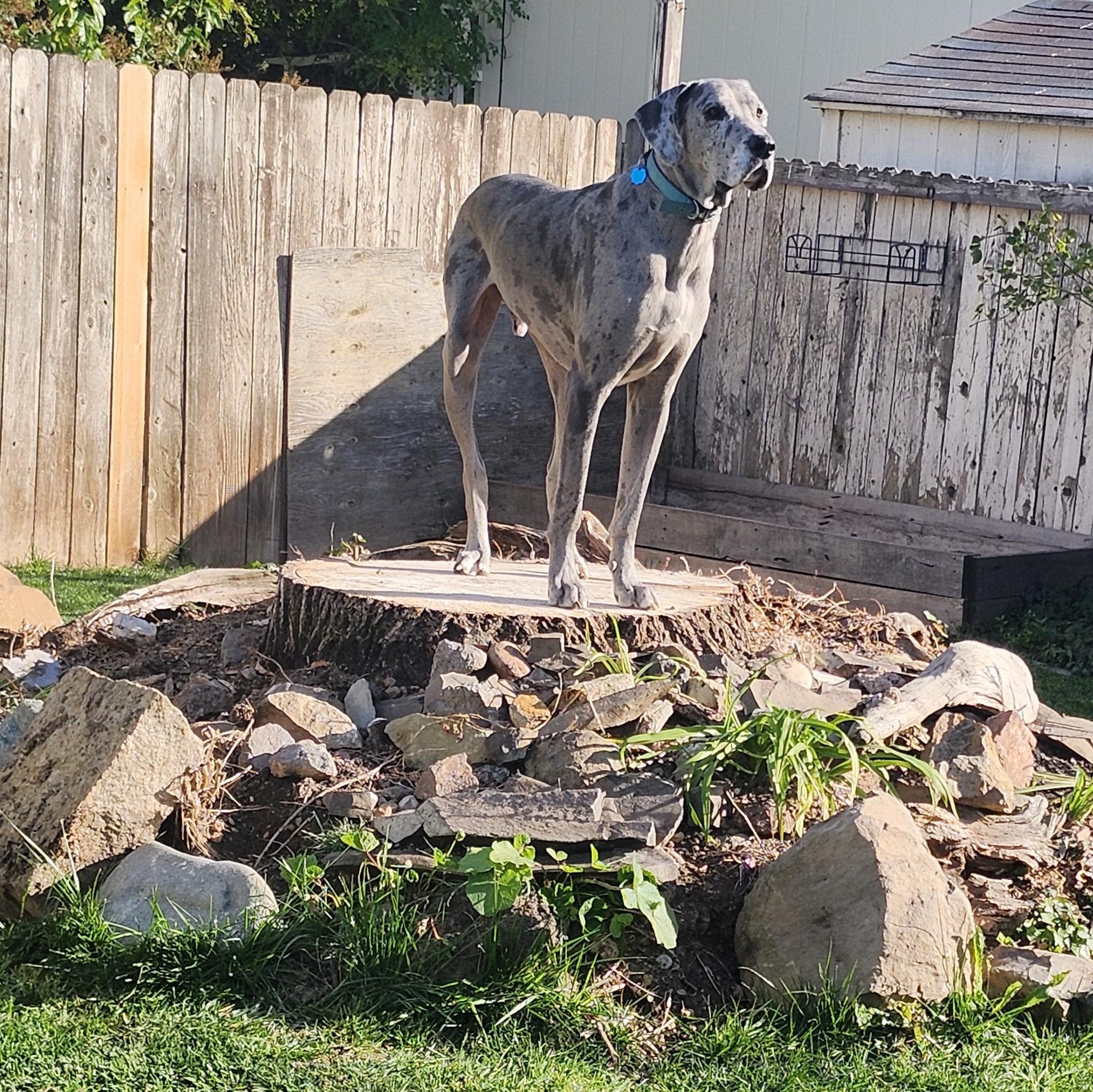 Enlarge ELLIOT, a Adoptable Great Dane in Eagle, ID image 2/5