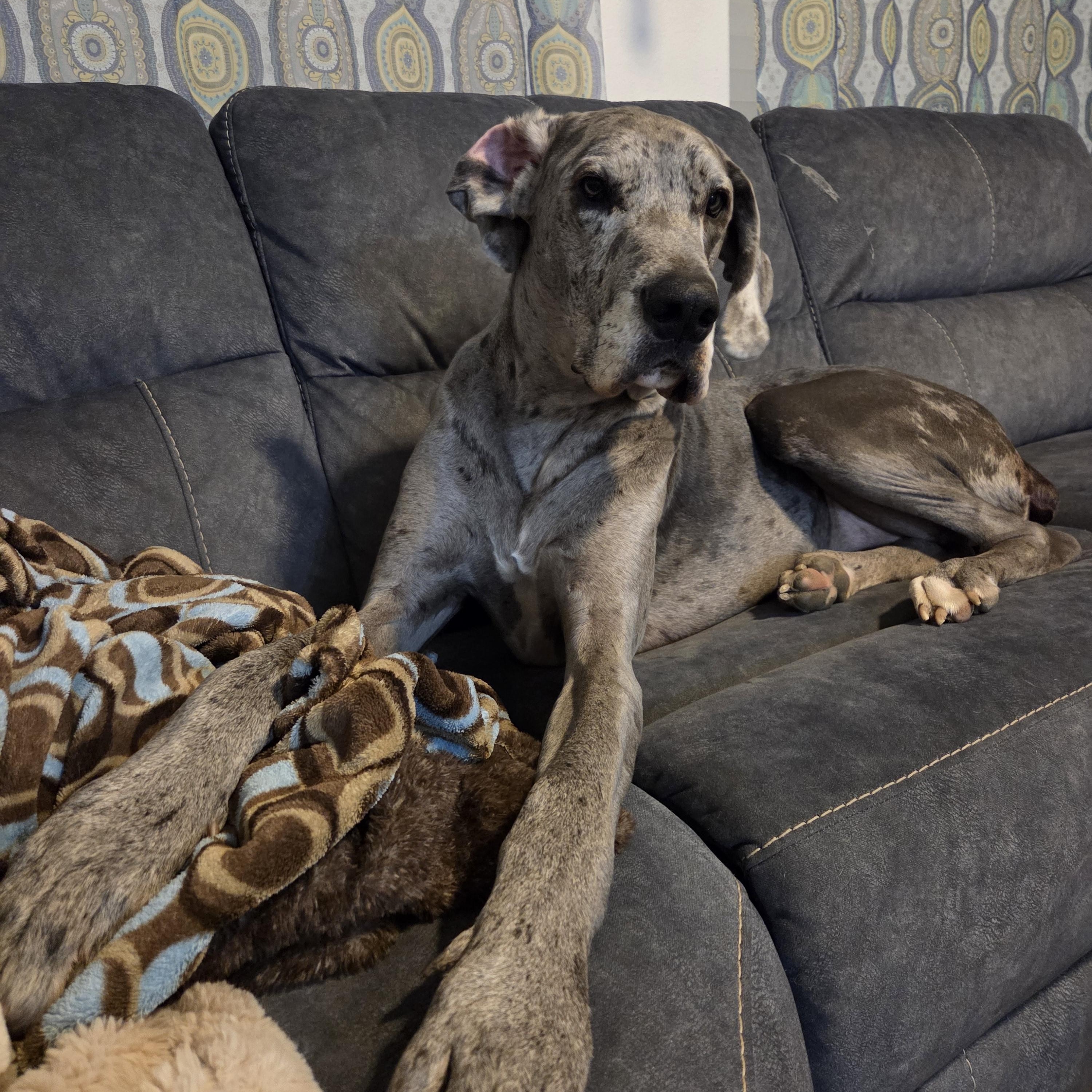 Enlarge ELLIOT, a Adoptable Great Dane in Eagle, ID image 3/5