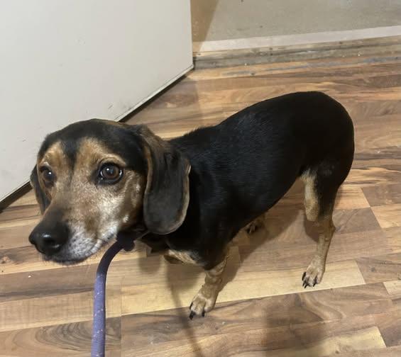 Bailey, ADOPTABLE, Adult Male Beagle.
