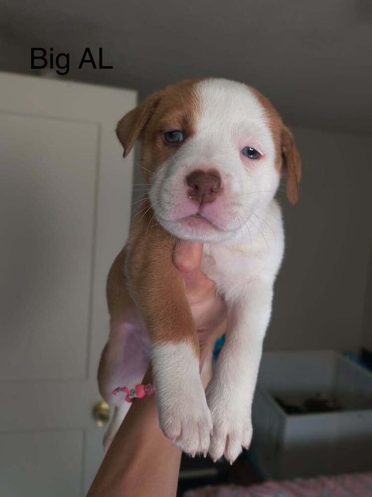 Big AL, Adopted, Puppy Male Pit Bull Terrier.