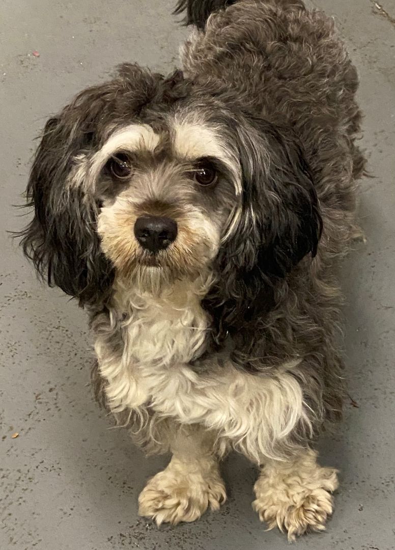 Enlarge Louie, a Adopted mixed breed in Canton, MA image 1/2