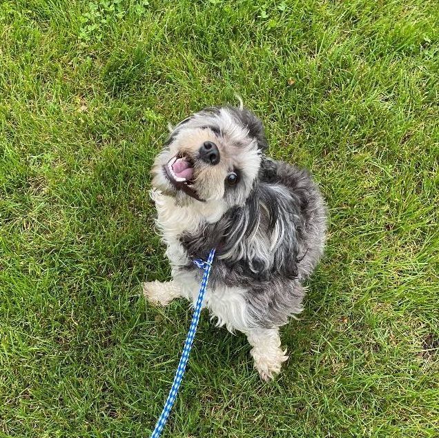Enlarge Louie, a Adopted mixed breed in Canton, MA image 2/2