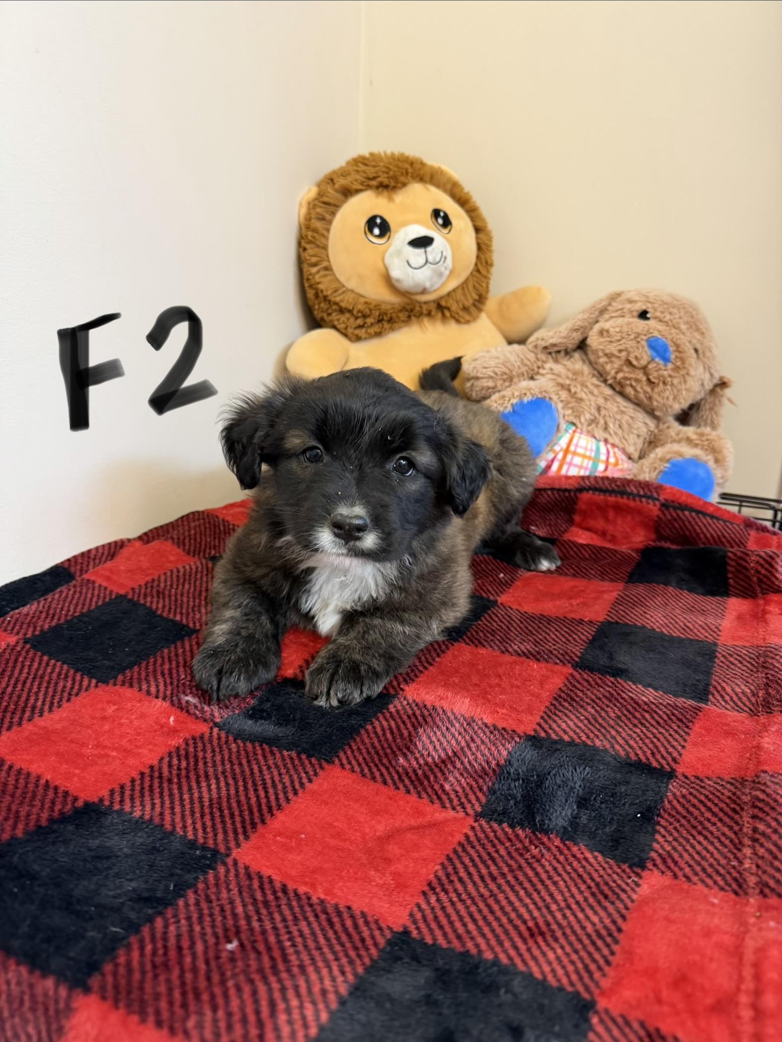 Enlarge Kerry, a Adoptable mixed breed in Hamilton , NJ image 1/1