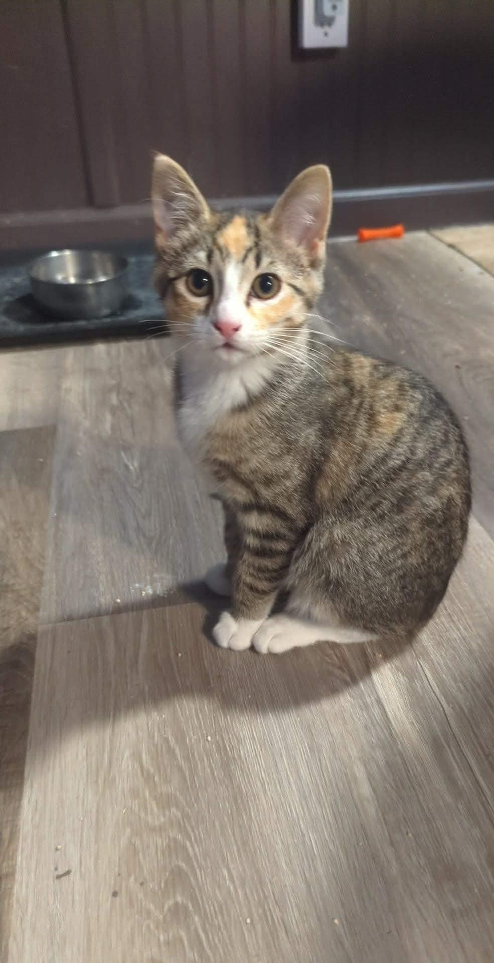 Whopper — thumbnail 2