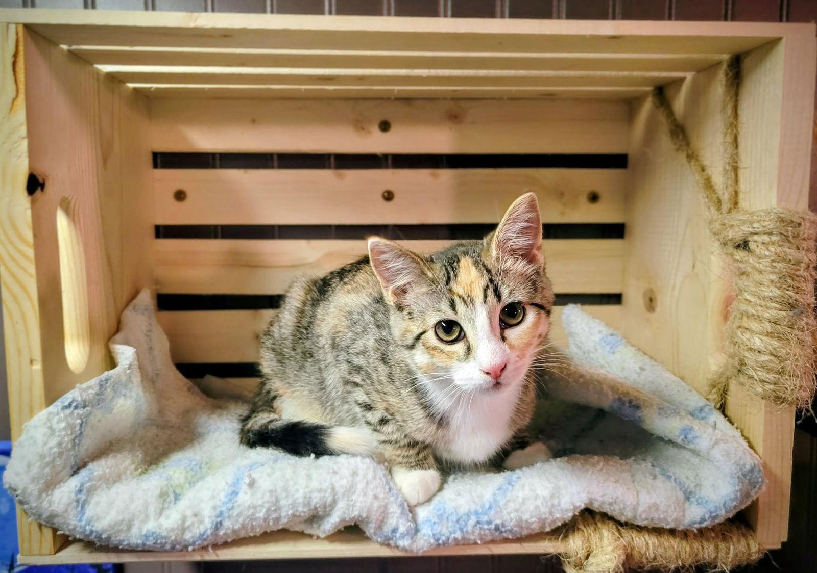 Whopper — thumbnail 3