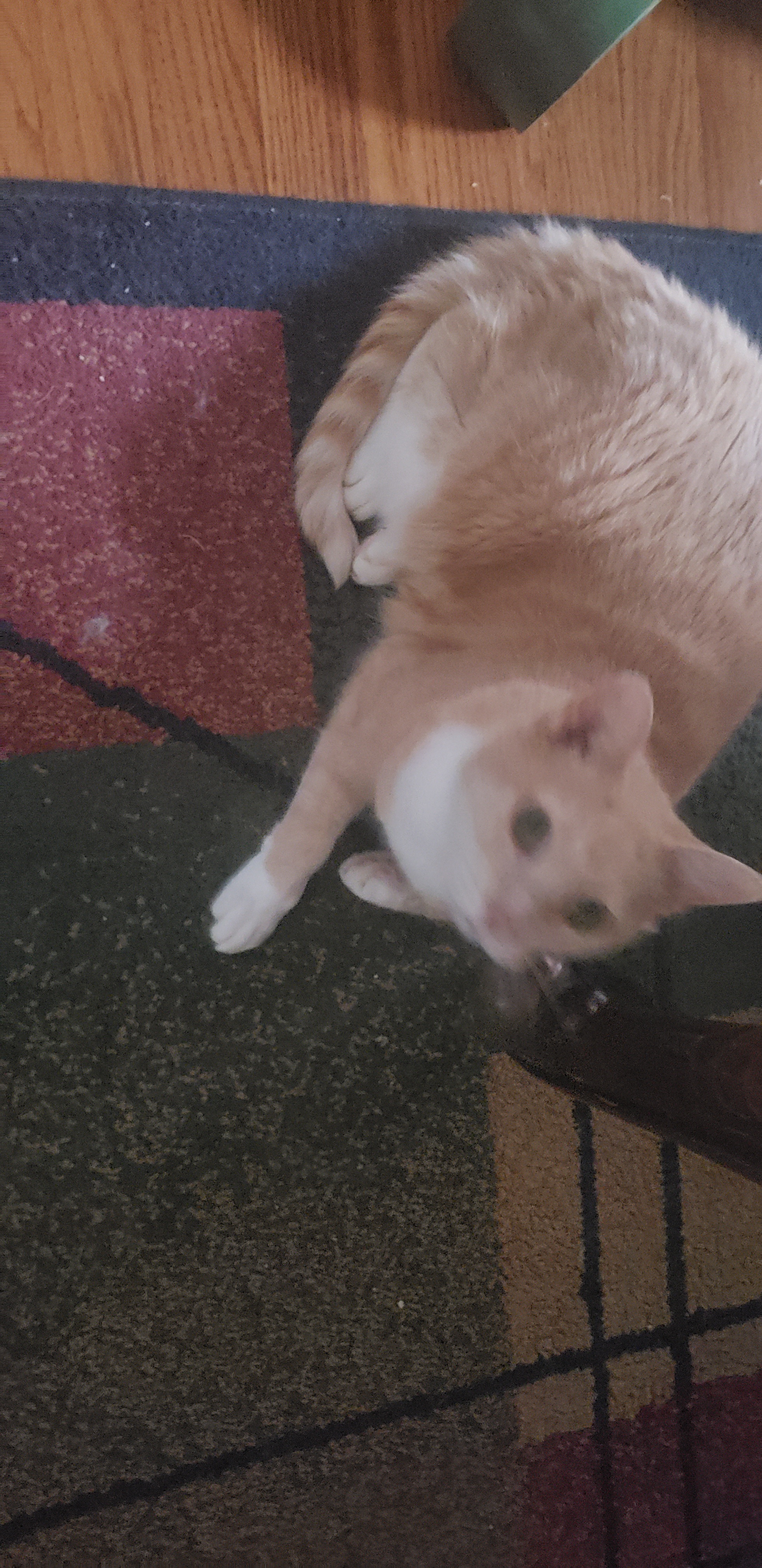 Enlarge Penny, a Adoptable mixed breed in Clarksville, IN image 1/4