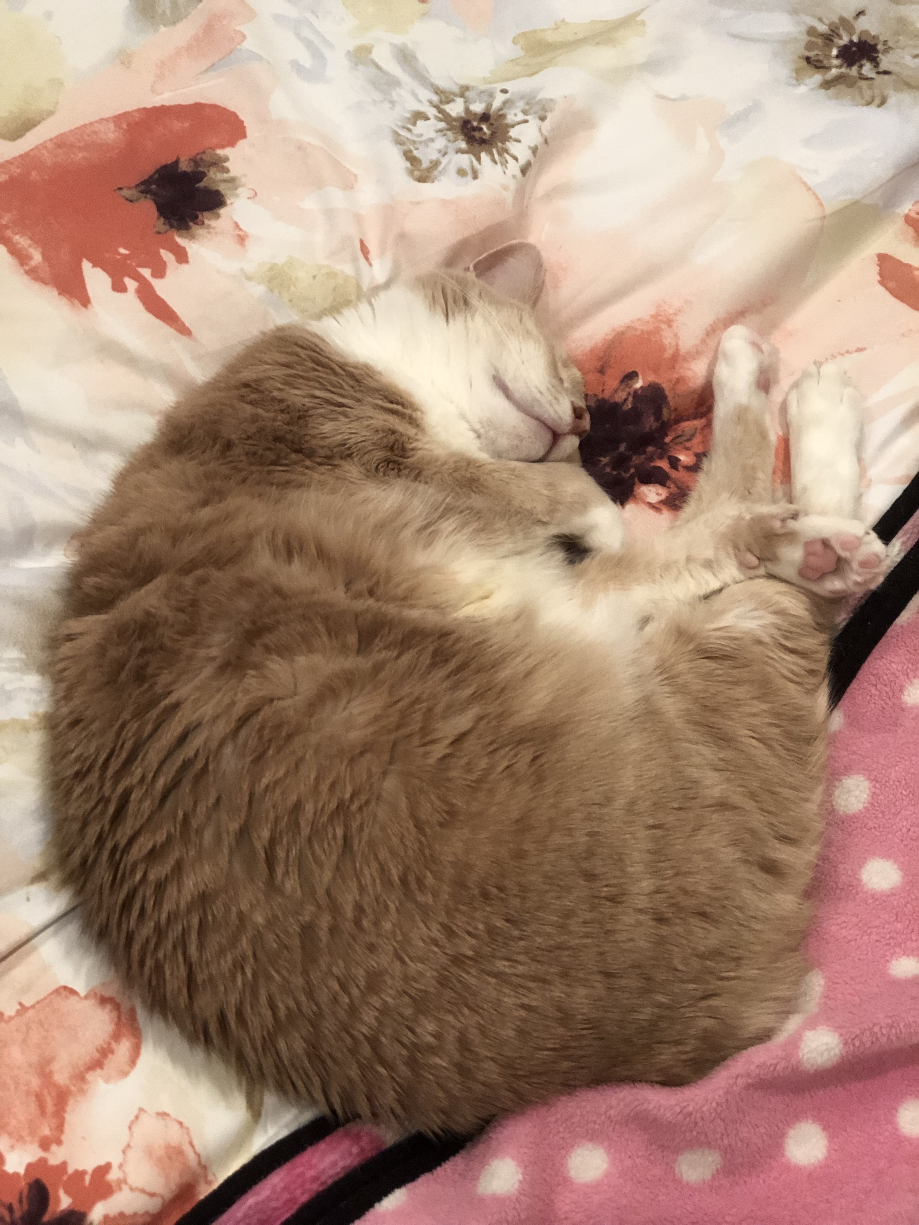 Enlarge Penny, a Adoptable mixed breed in Clarksville, IN image 2/4