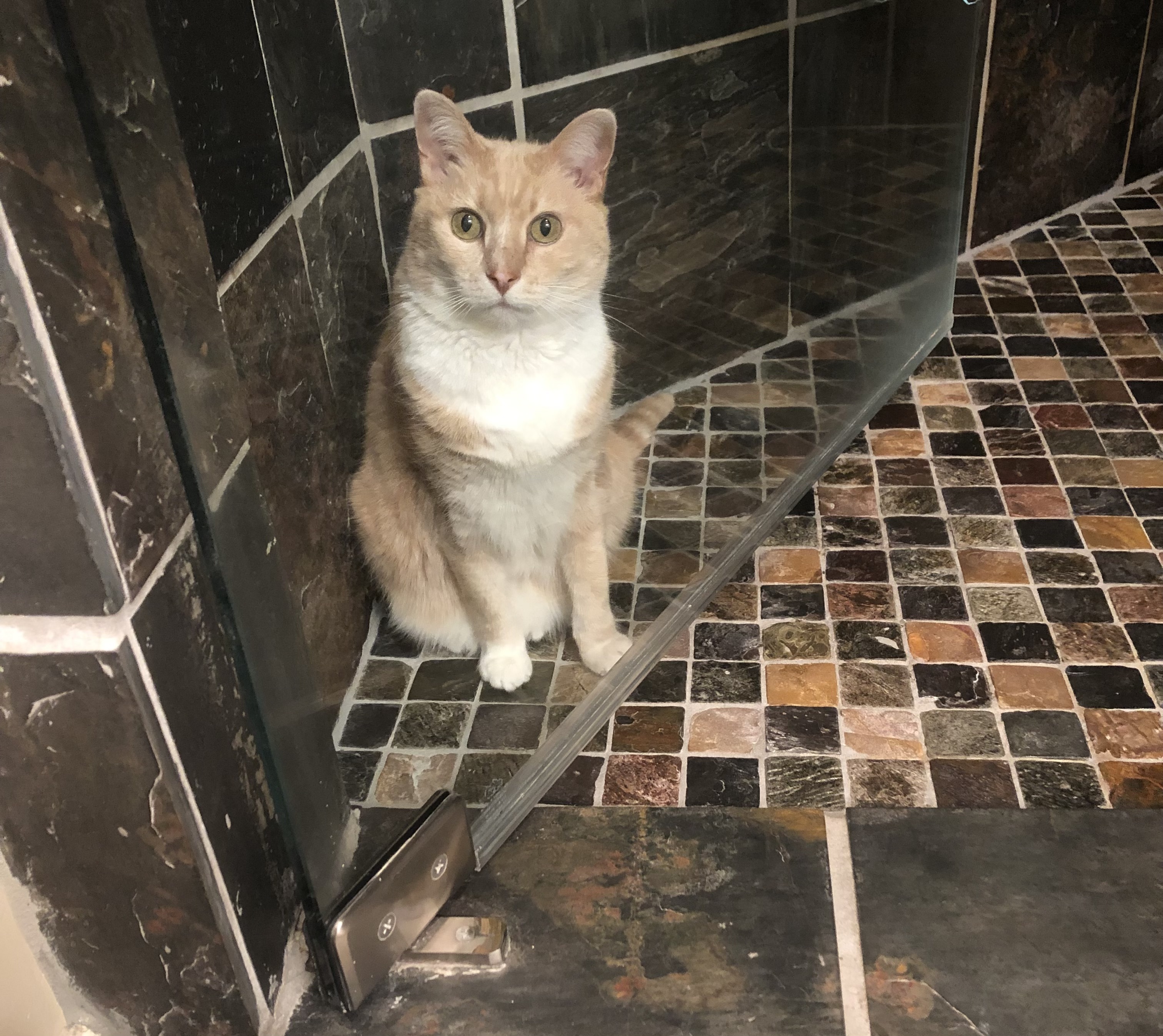 Enlarge Penny, a Adoptable mixed breed in Clarksville, IN image 3/4