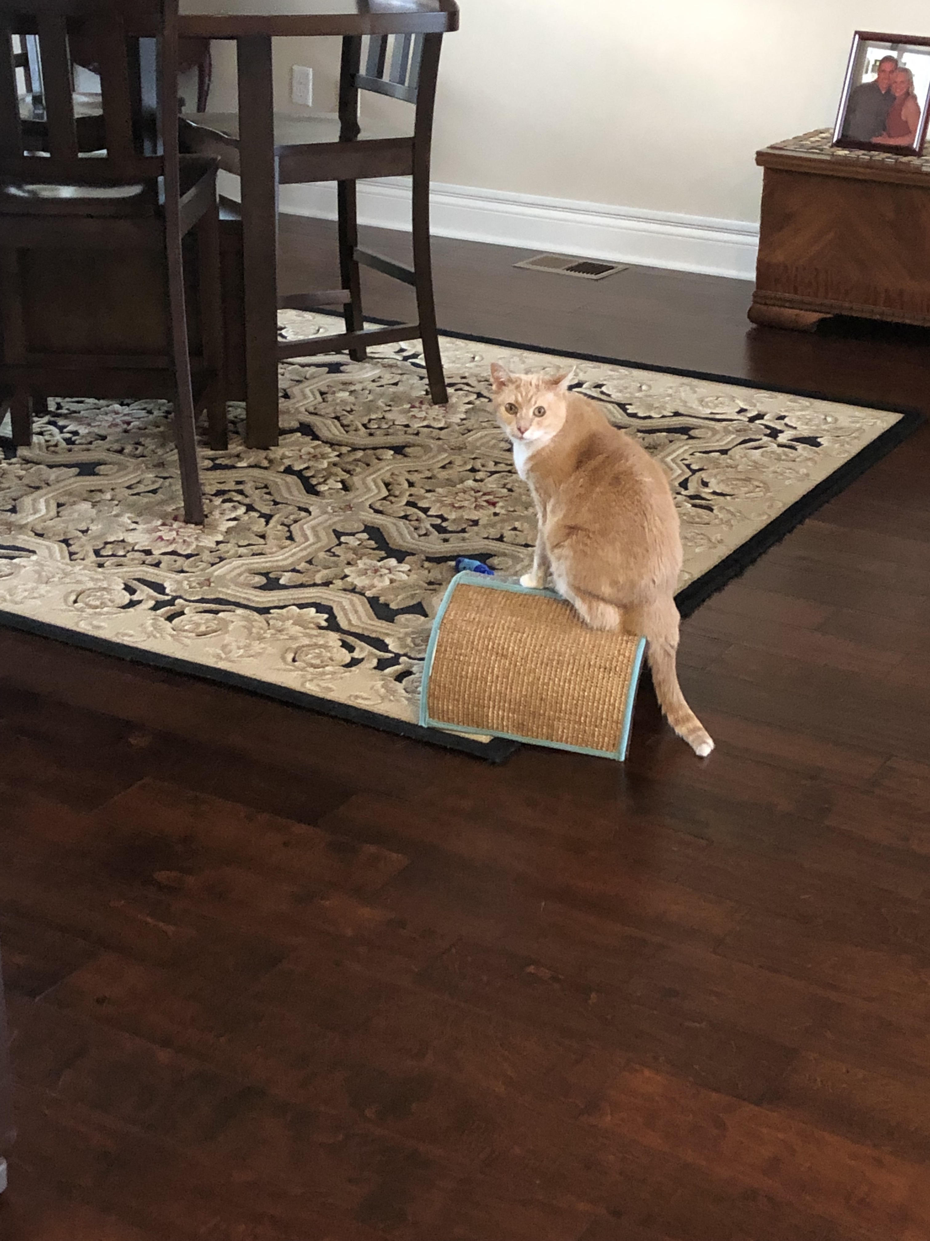 Penny — thumbnail 4