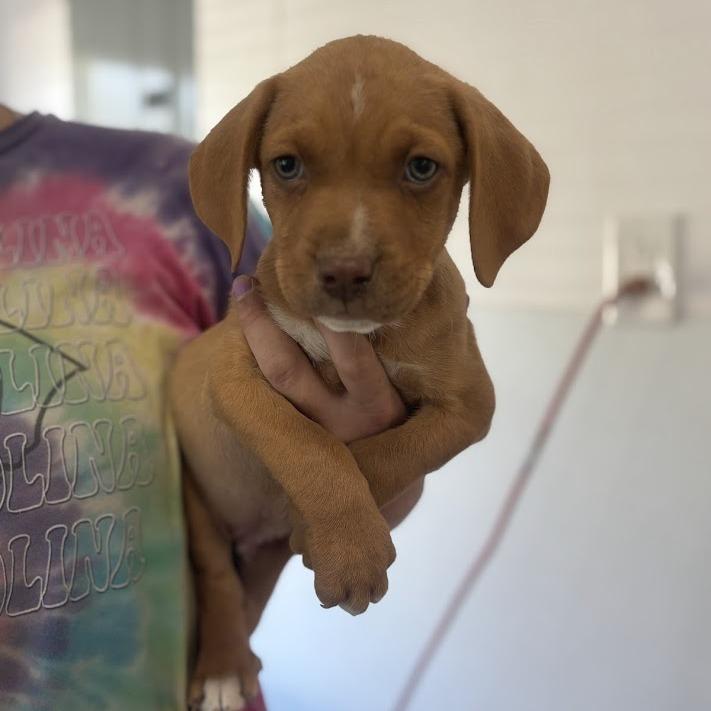 Sir Hopsalot, Adoptable, Puppy Male Labrador Retriever.