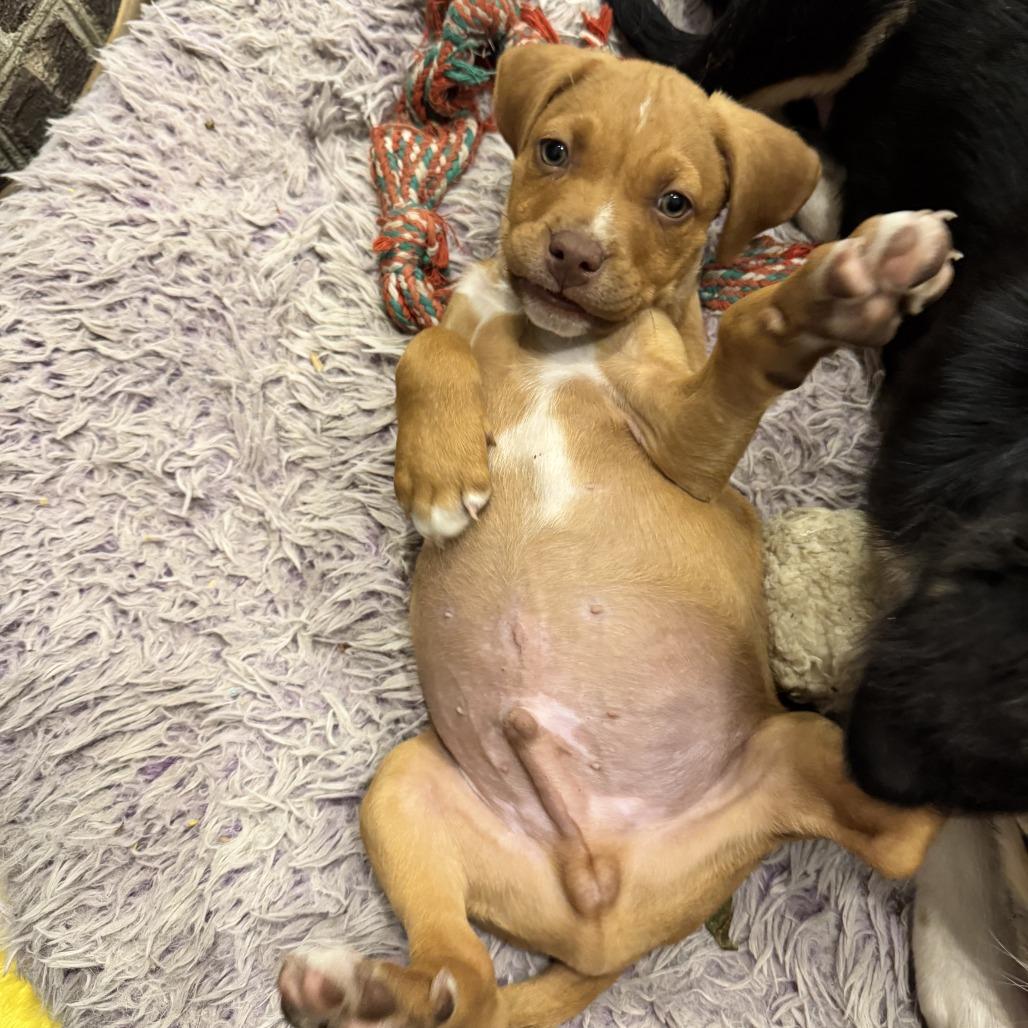 Enlarge Sir Hopsalot, a Adoptable mixed breed in North Charleston, SC image 2/6