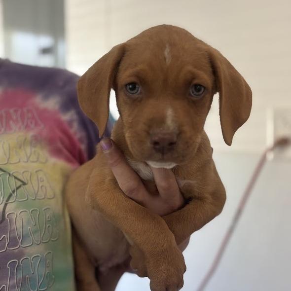 Enlarge Sir Hopsalot, a Adoptable mixed breed in North Charleston, SC image 3/6