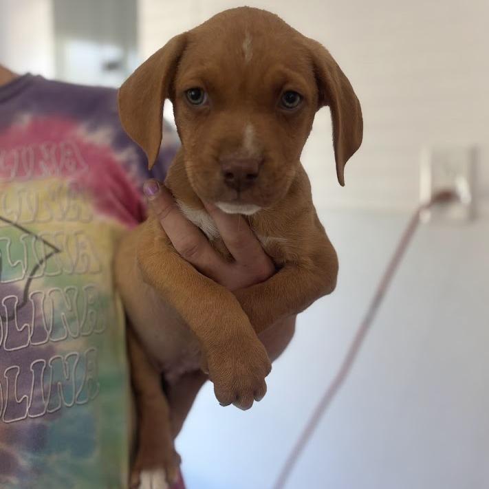 Enlarge Sir Hopsalot, a Adoptable mixed breed in North Charleston, SC image 4/6