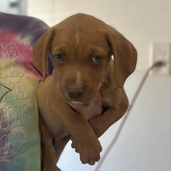 Enlarge Sir Hopsalot, a Adoptable mixed breed in North Charleston, SC image 5/6