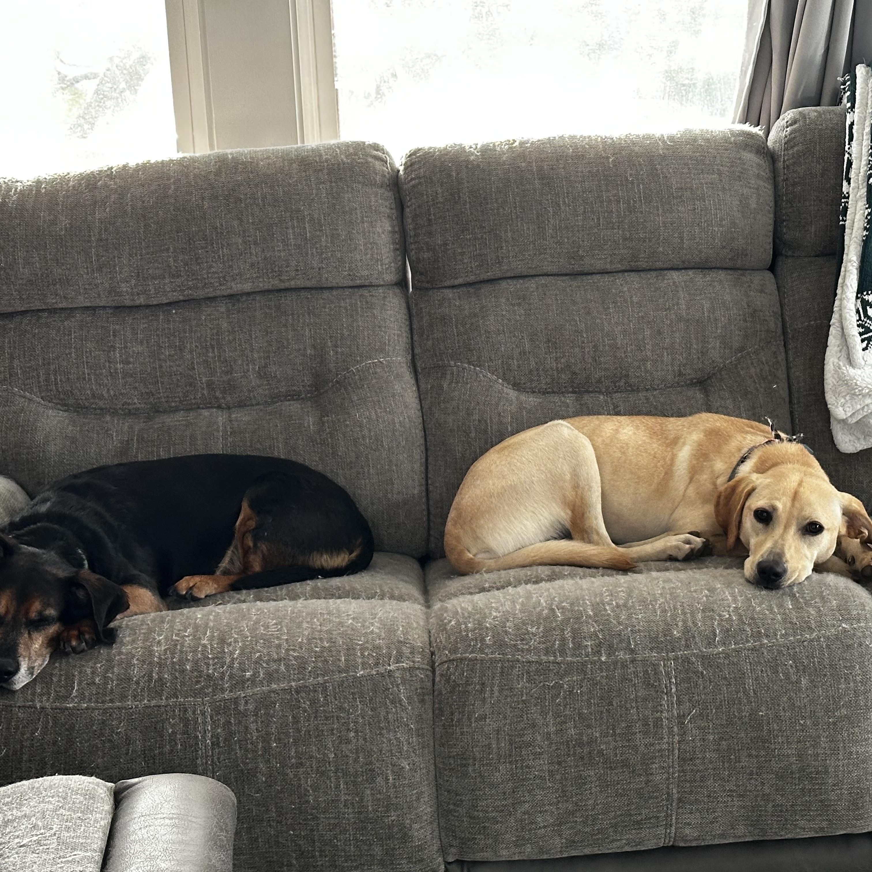 Enlarge Lexie, a Adoptable mixed breed in Columbia, MD image 4/5