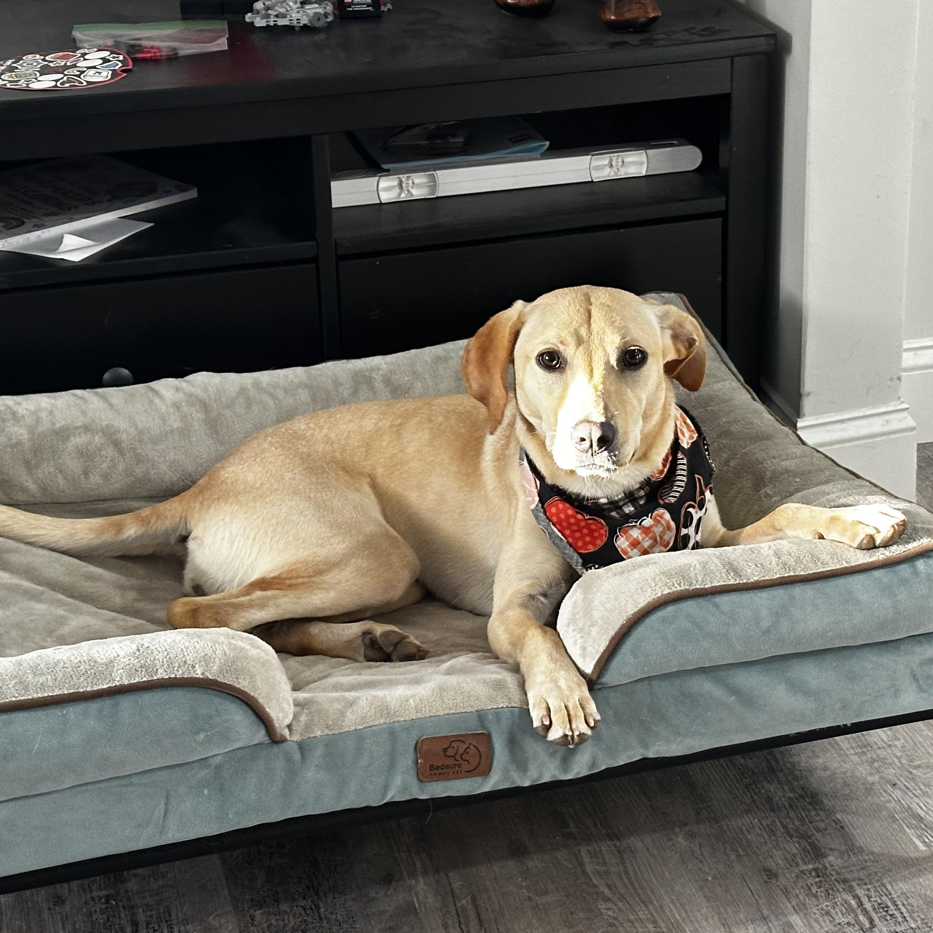 Enlarge Lexie, a Adoptable mixed breed in Columbia, MD image 1/5