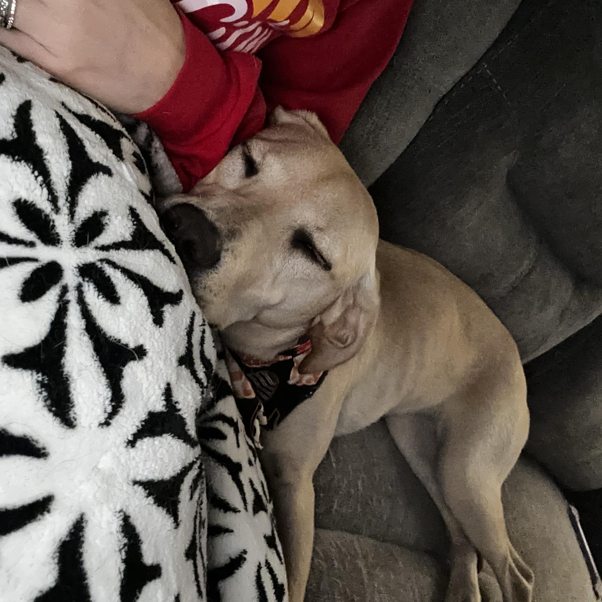 Enlarge Lexie, a Adoptable mixed breed in Columbia, MD image 5/5