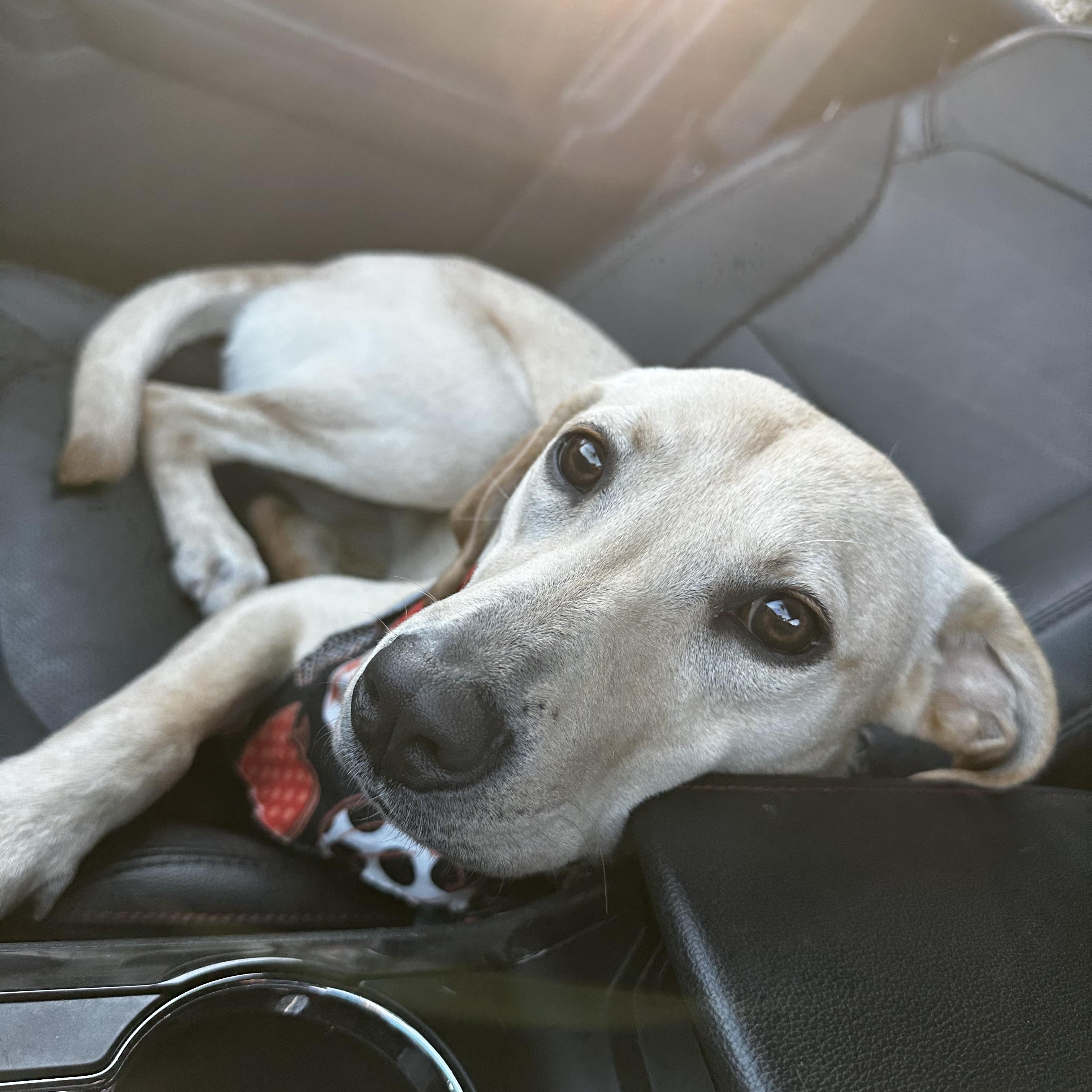 Enlarge Lexie, a Adoptable mixed breed in Columbia, MD image 3/5