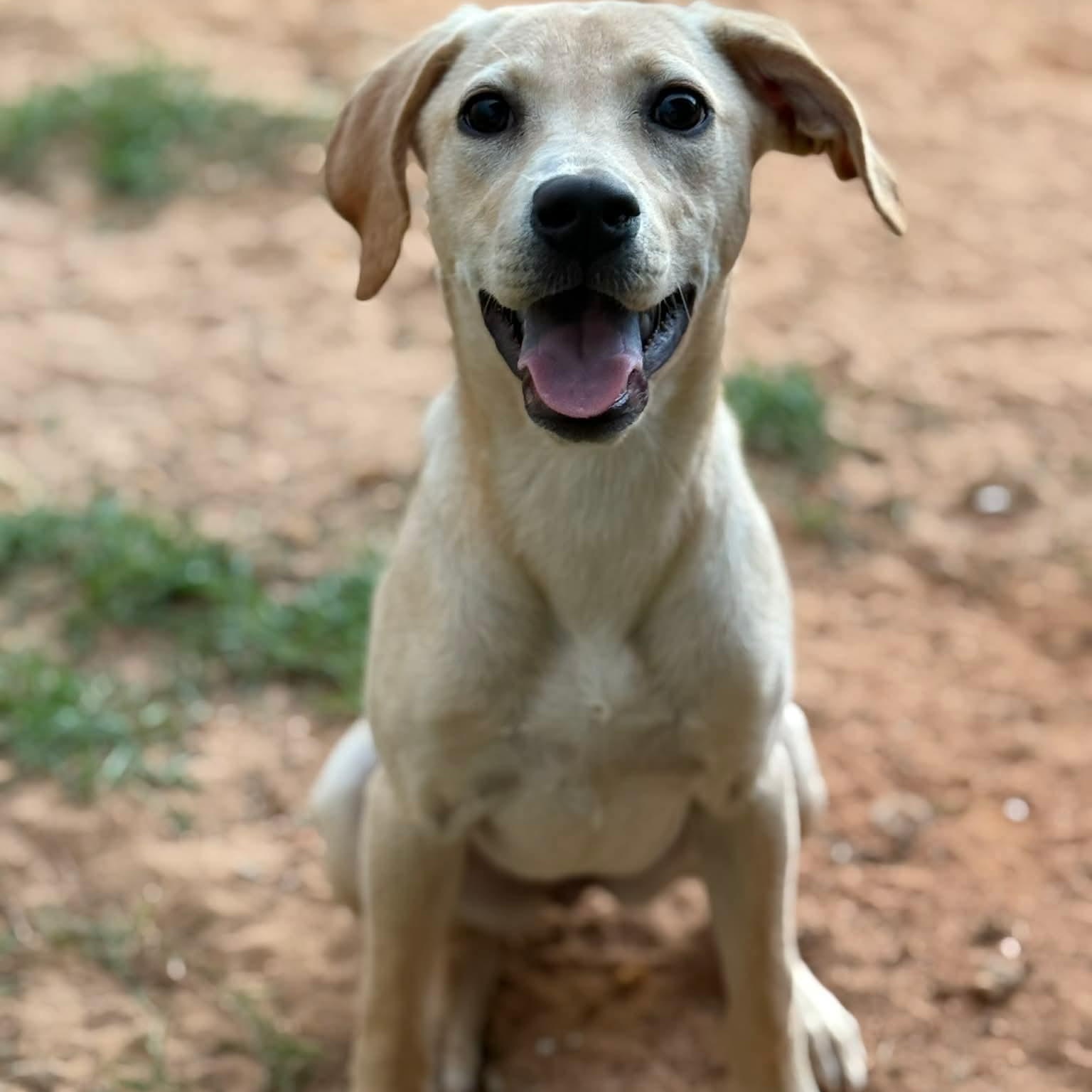 Enlarge Lexie, a Adoptable mixed breed in Columbia, MD image 2/5