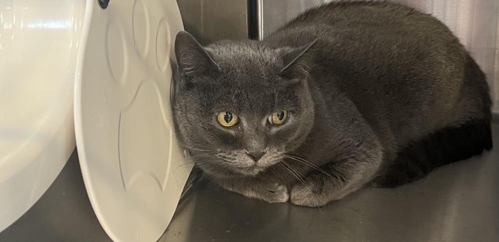 EARL GREY, Adoptable, Adult Female British Shorthair.