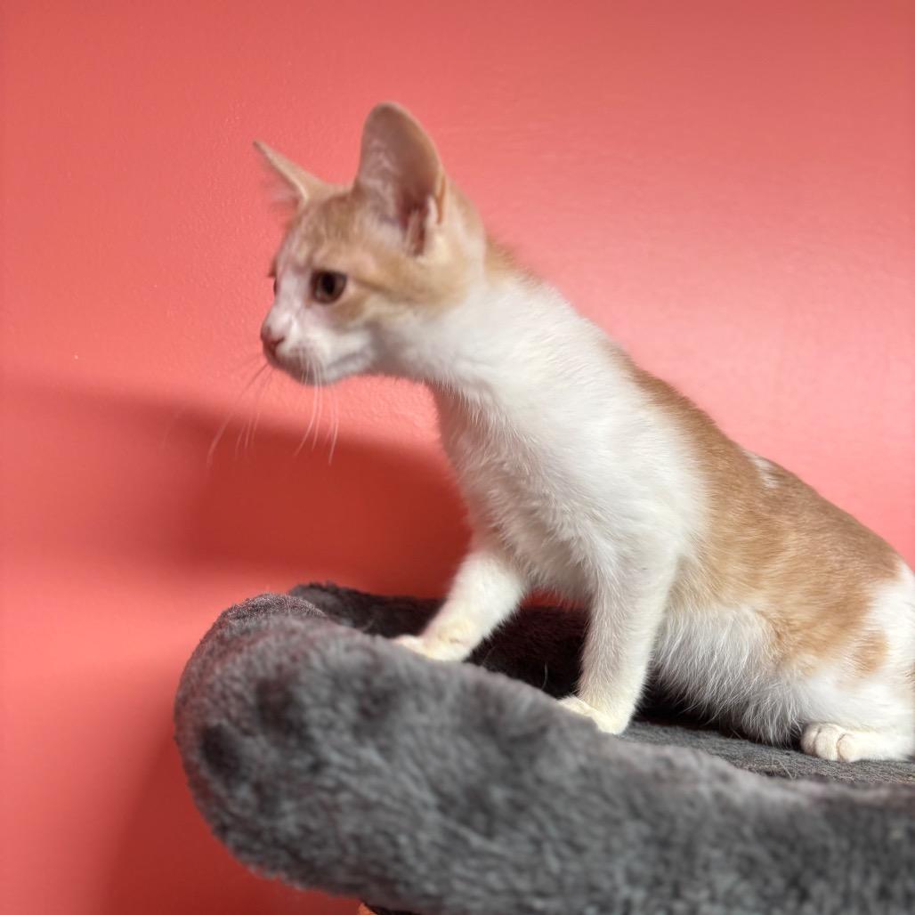 Crackerjack thumbnail 2