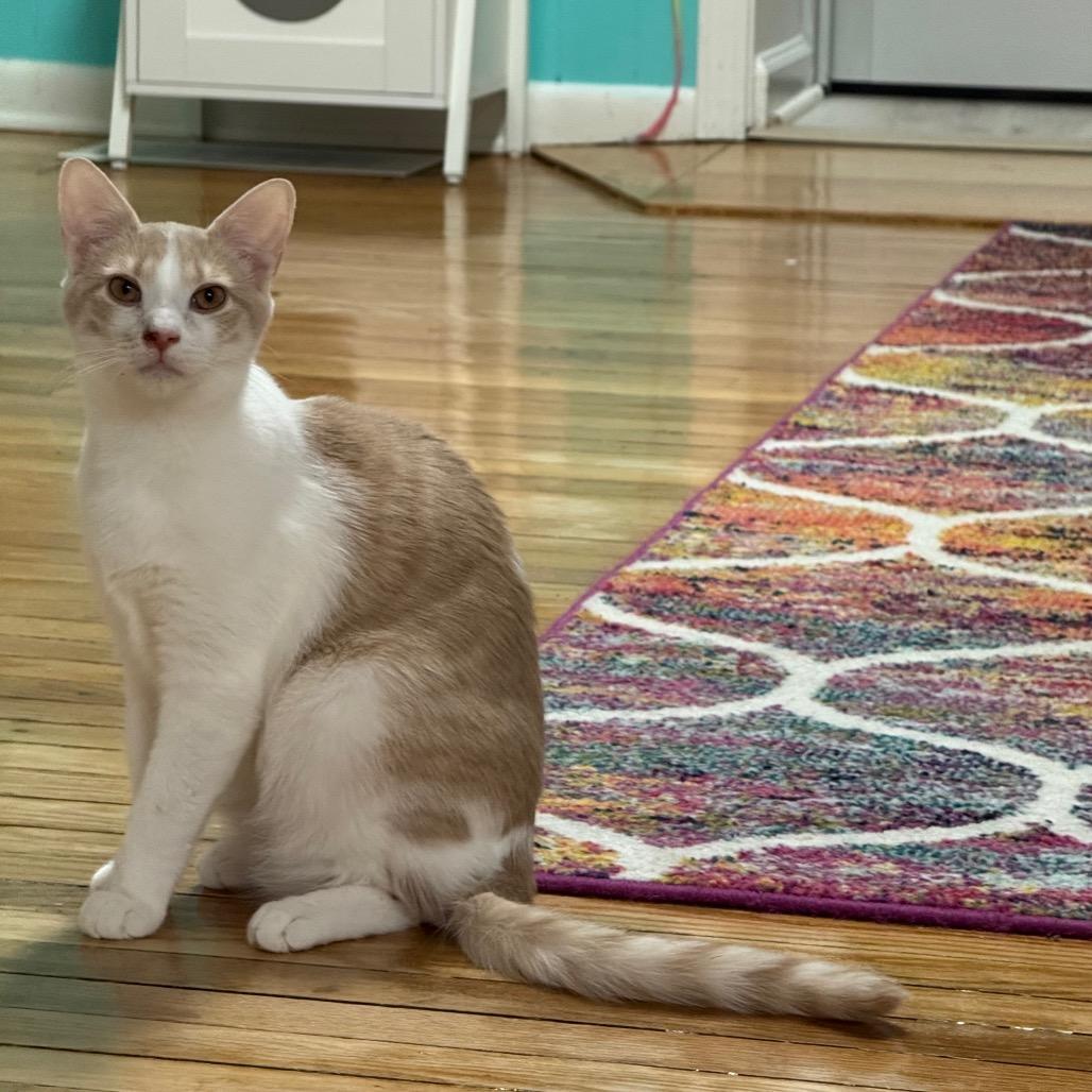 Enlarge Crackerjack, a Adoptable Domestic Short Hair in Granville, OH image 2/6