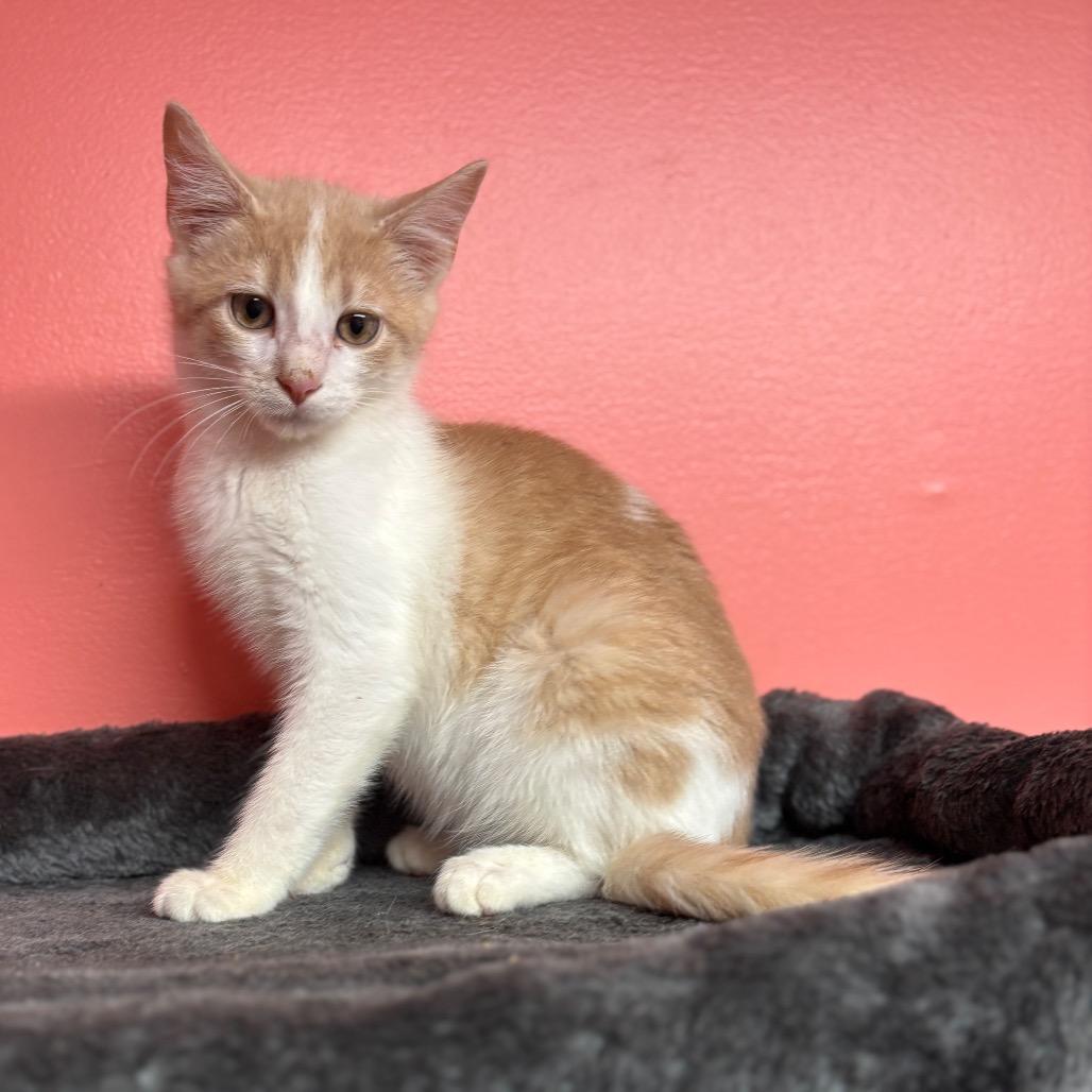 Crackerjack thumbnail 3