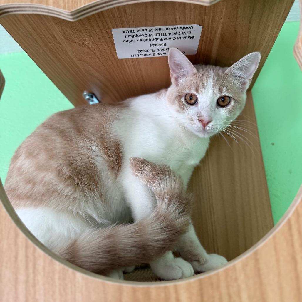 Enlarge Crackerjack, a Adoptable Domestic Short Hair in Granville, OH image 4/6