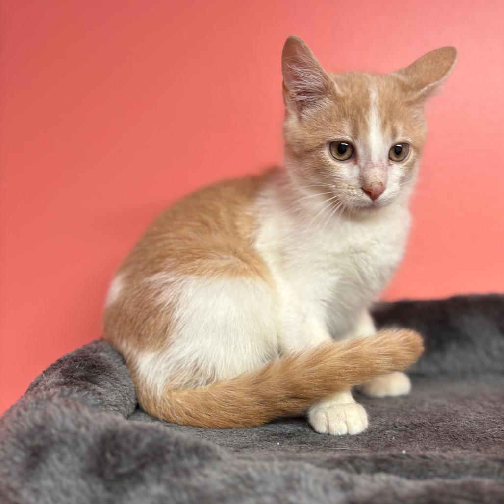 Crackerjack thumbnail 4