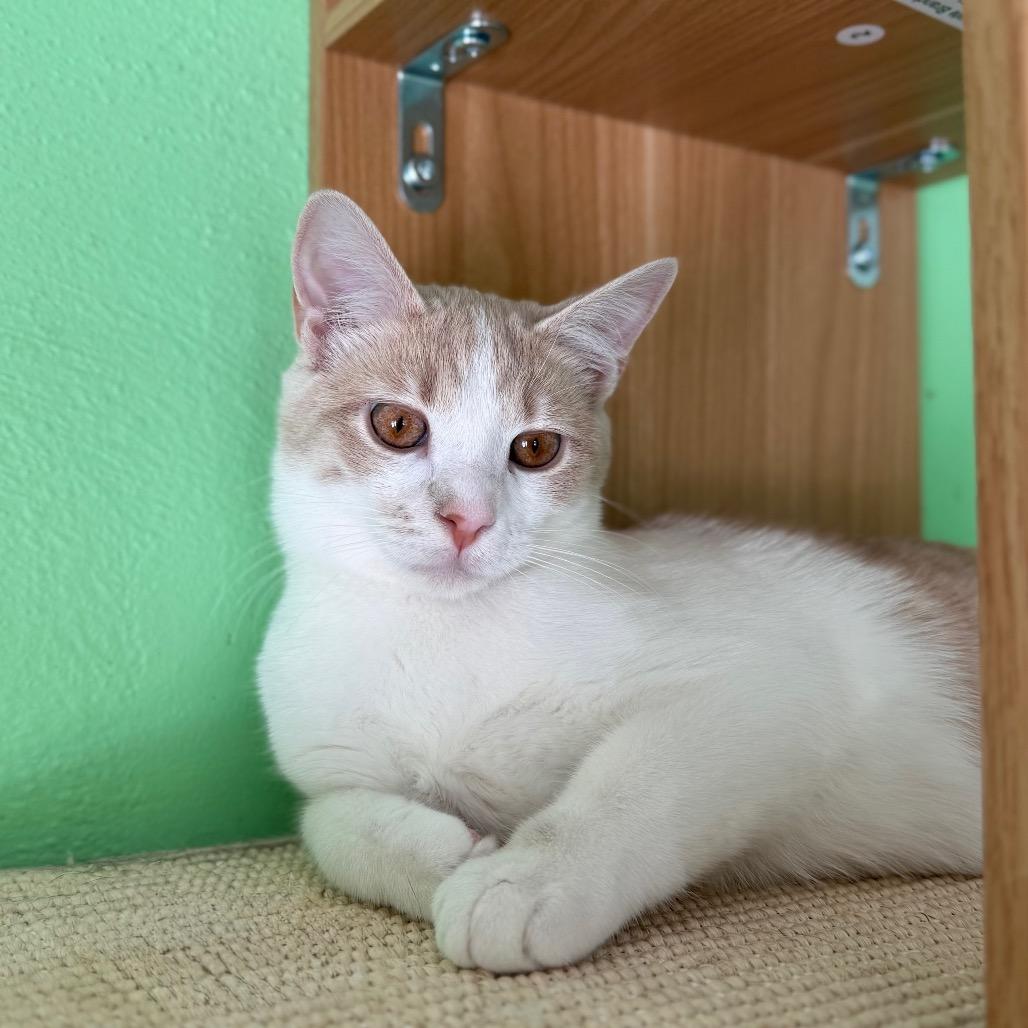 Enlarge Crackerjack, a Adoptable Domestic Short Hair in Granville, OH image 6/6