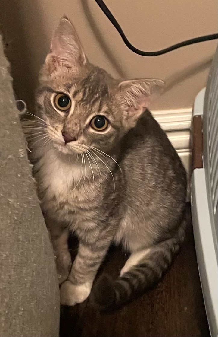 Enlarge Mia, a Adopted Domestic Short Hair in Hawthorne, NJ image 2/3
