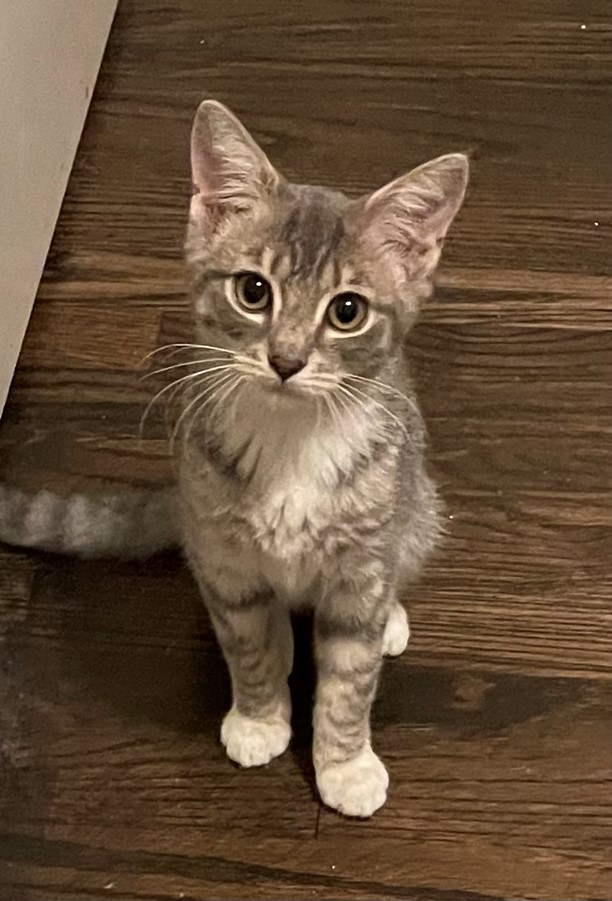 Enlarge Mia, a Adopted Domestic Short Hair in Hawthorne, NJ image 1/3